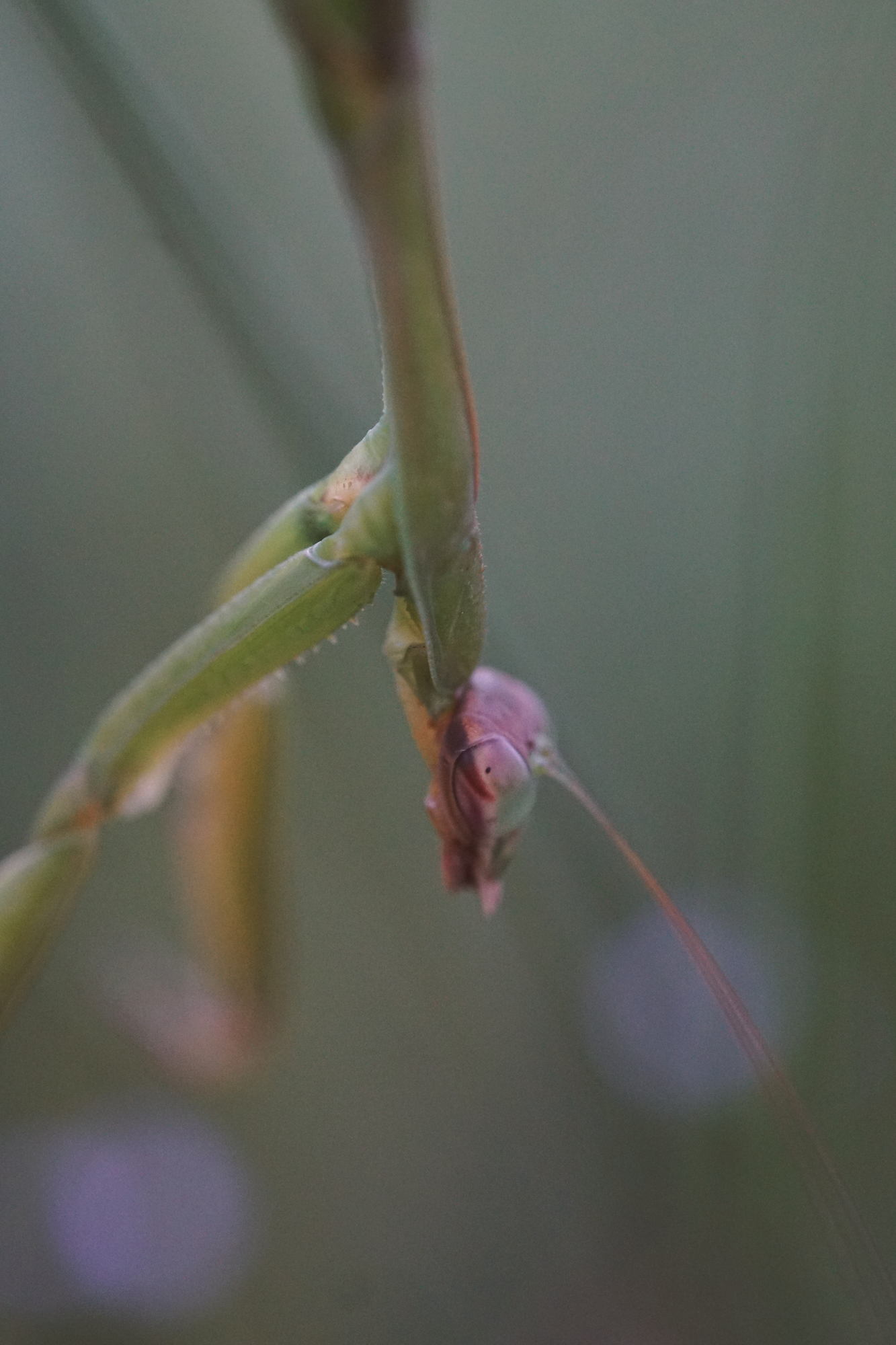 Macro