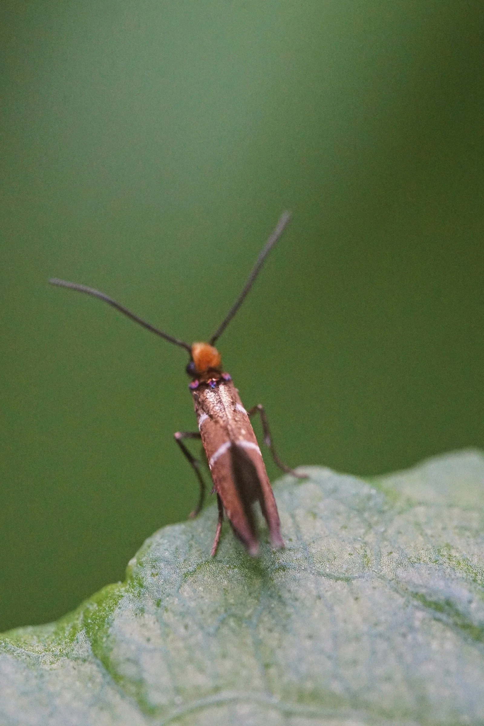 06_06 micromoth2 copy.jpg