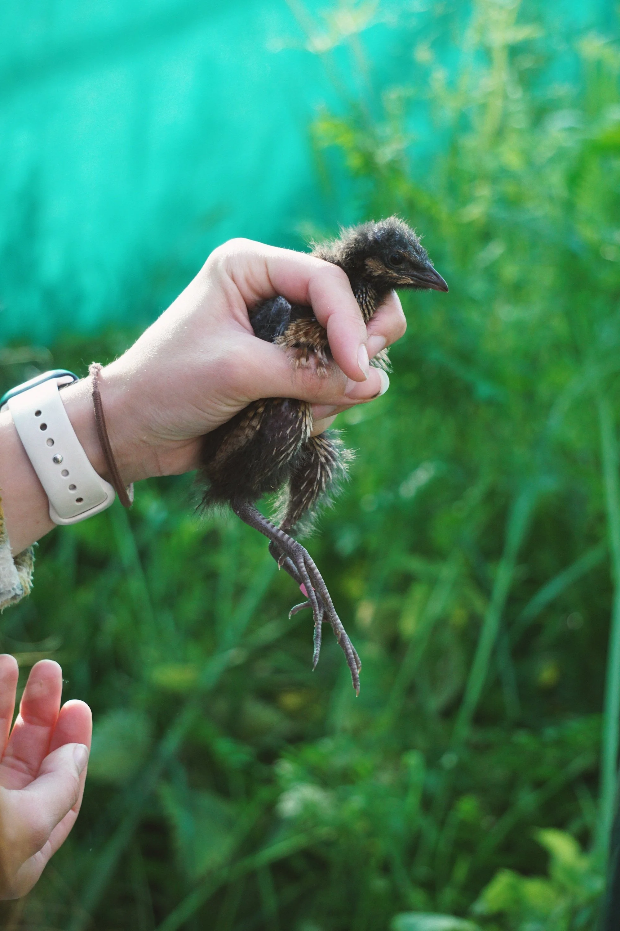 Corncrake Reintroduction Project