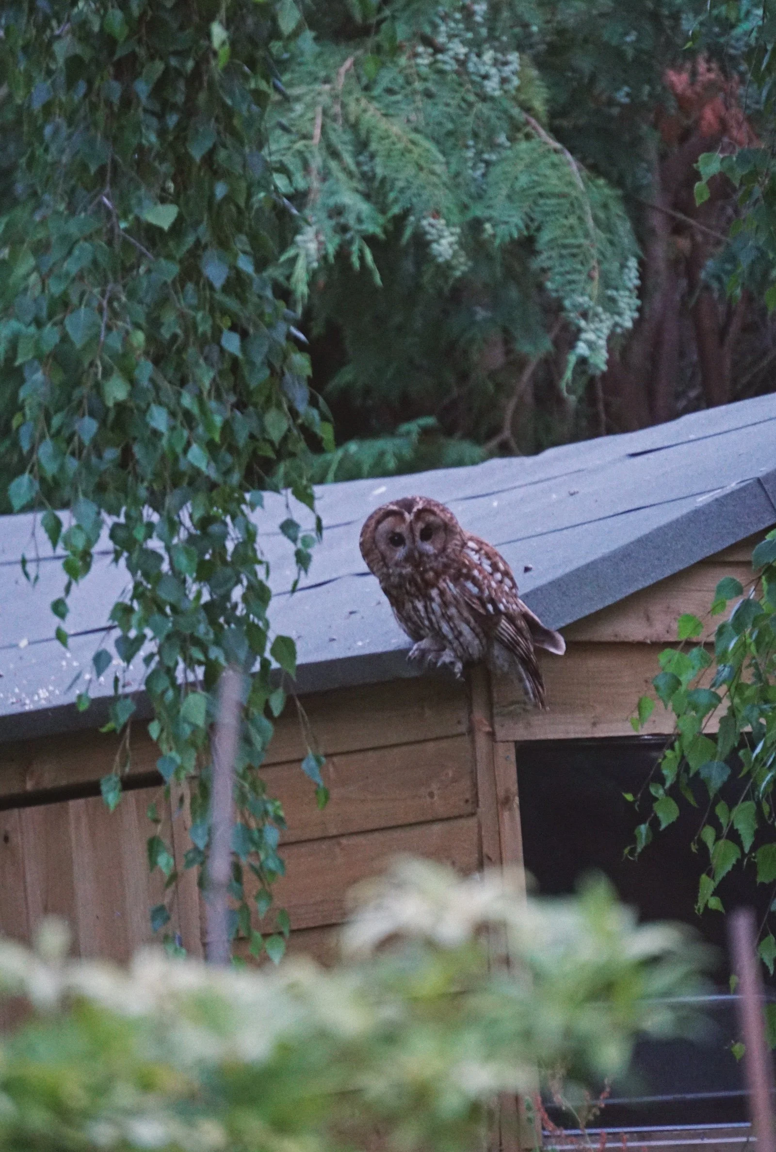 06_24 tawny3 copy.jpg