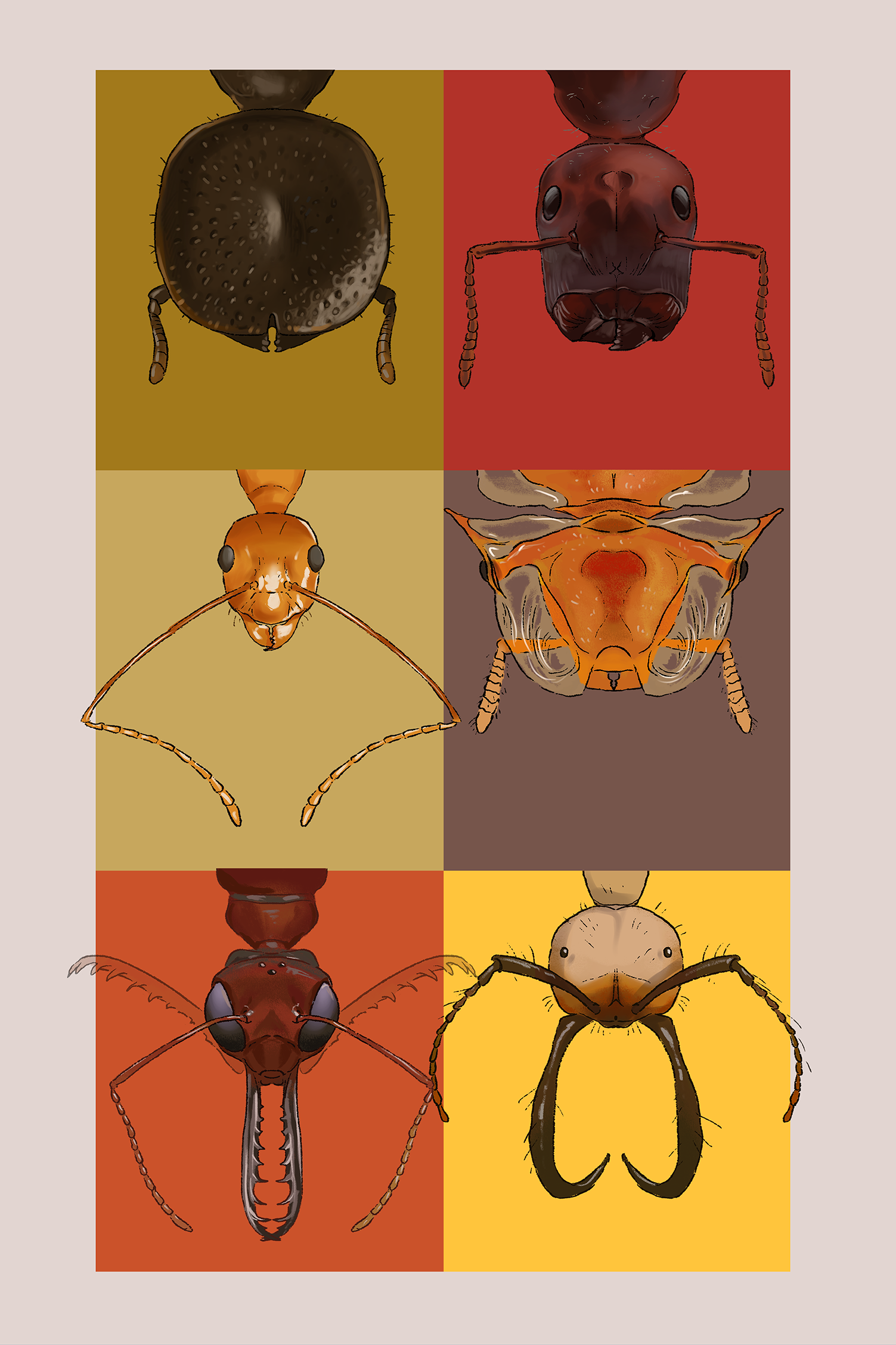 Royal Entomological Society