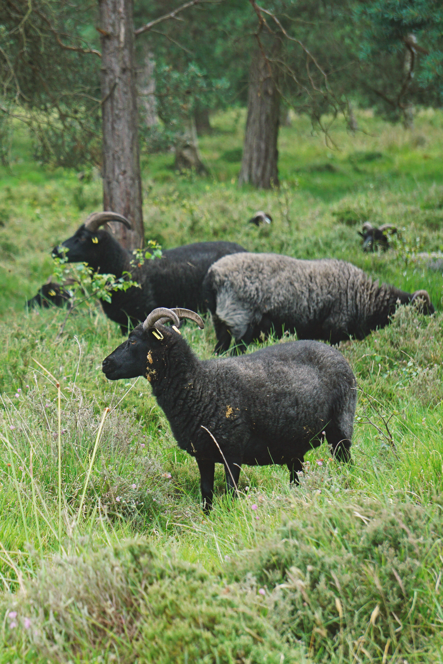 07_07 11 sheep copy.png