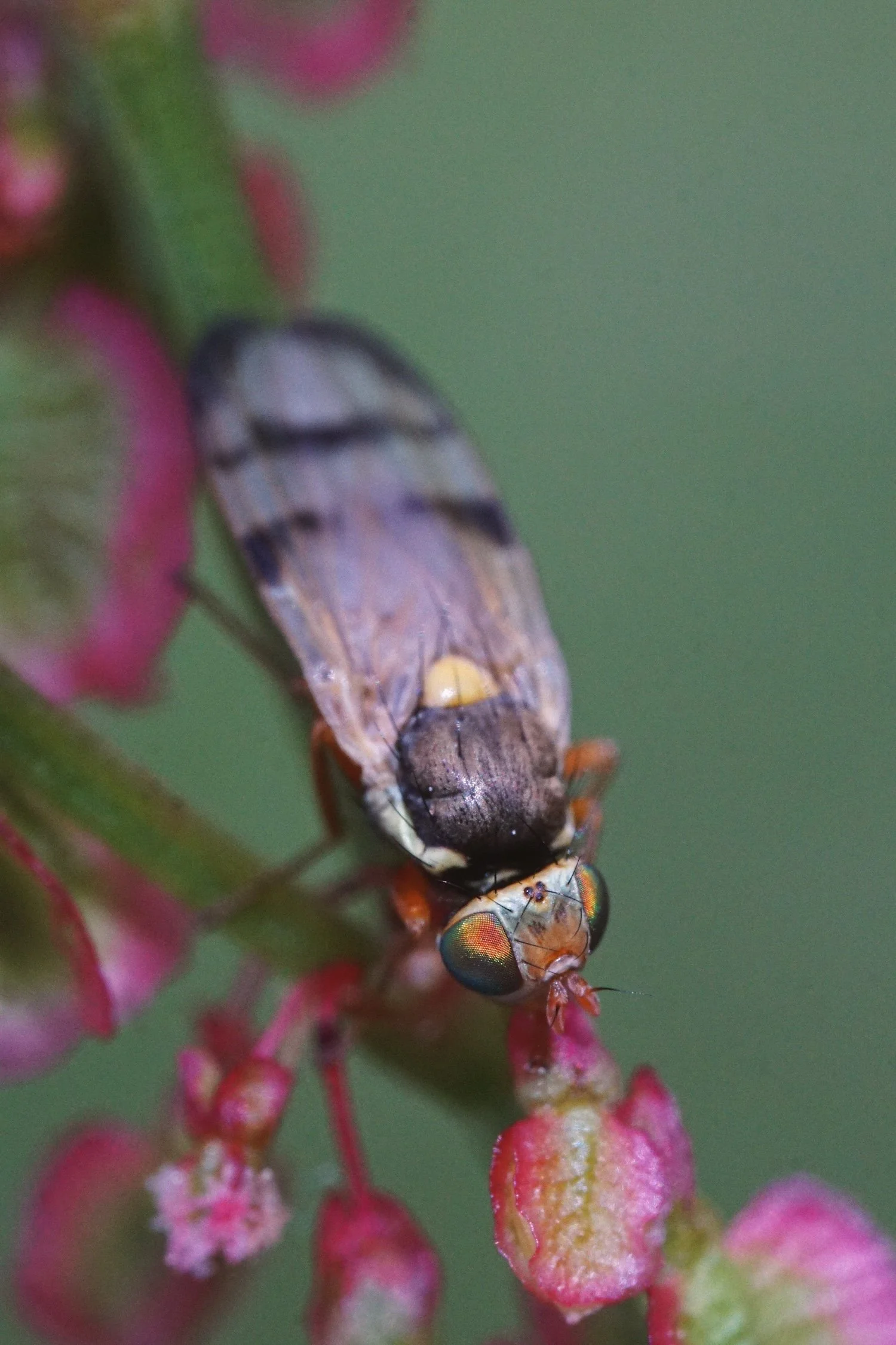 06_07 fly4.jpg