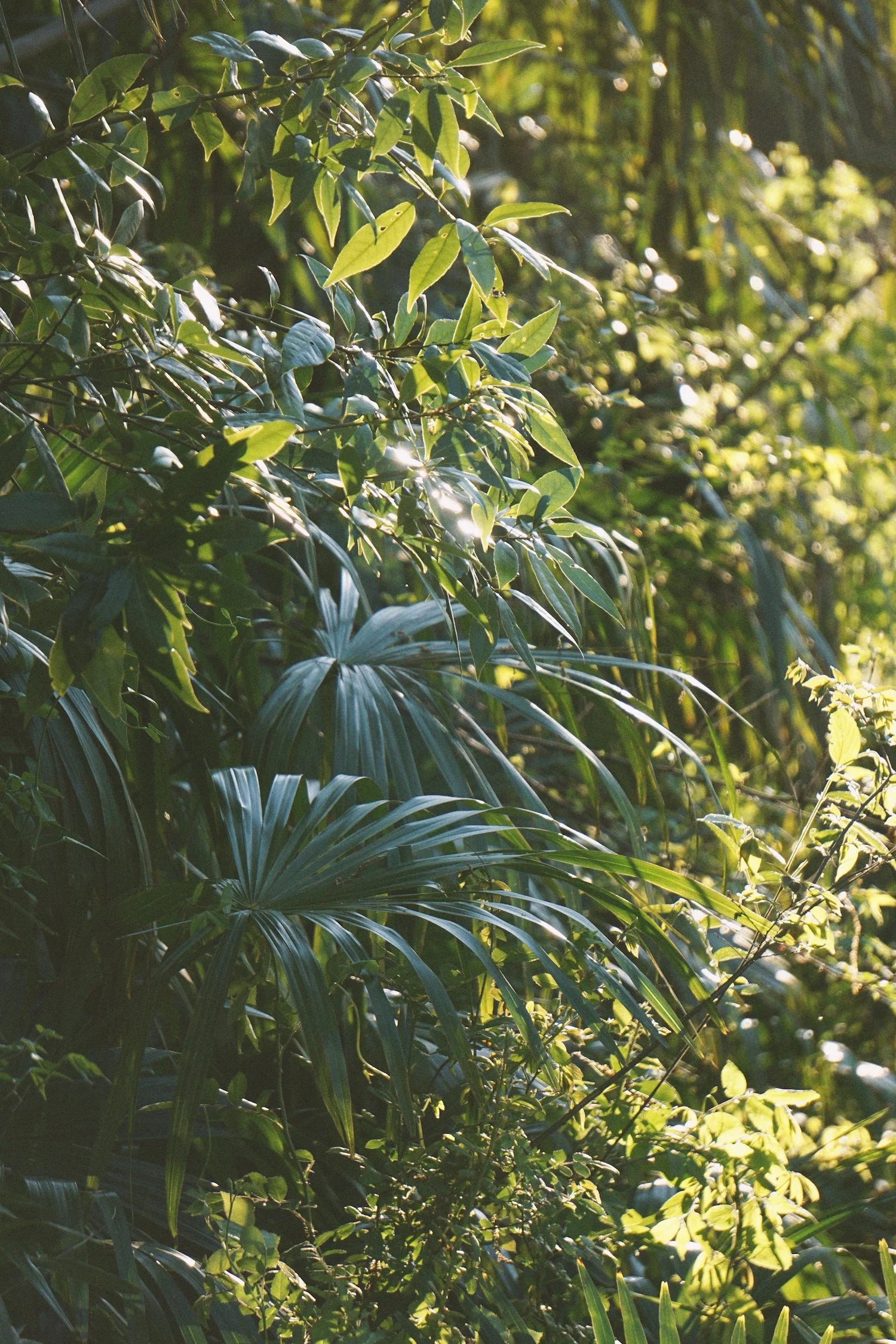 12_palms copy.jpg