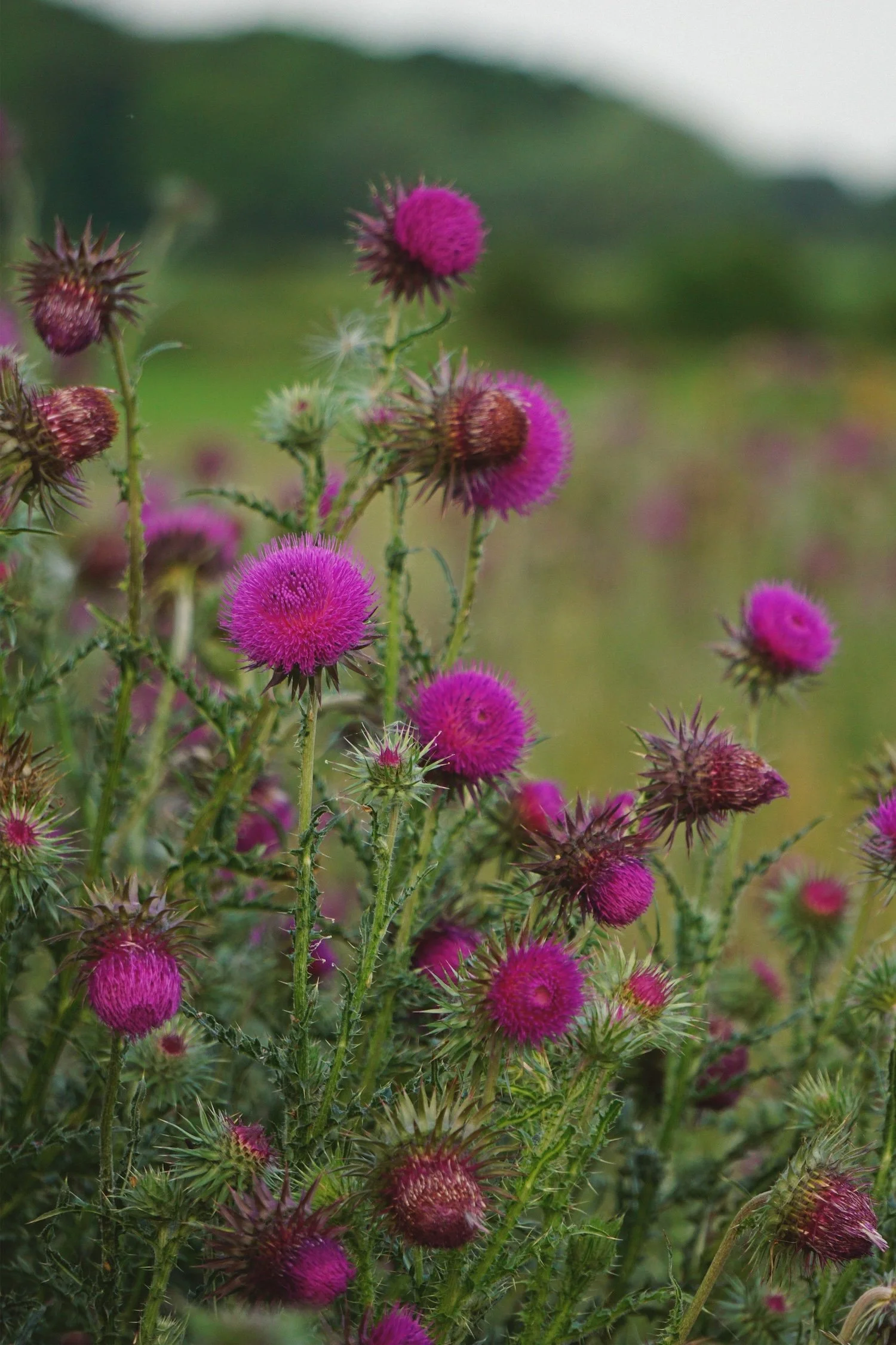 06_23 6 thistles copy 2.jpg