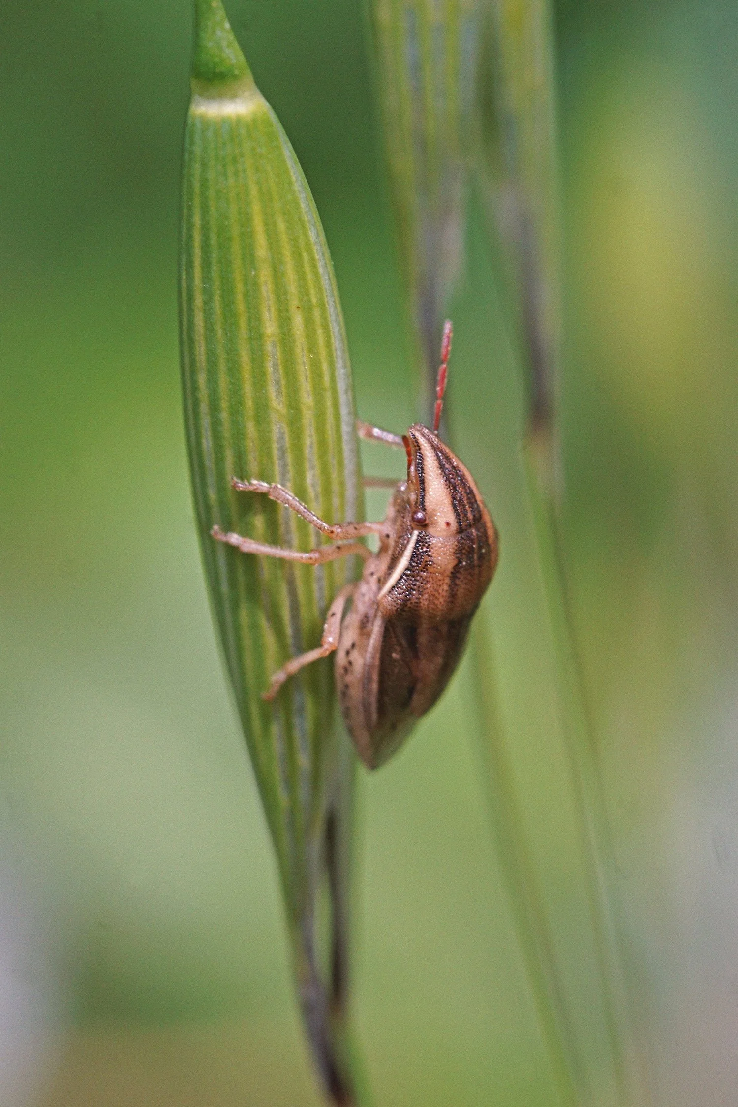 04_26_bug copy.jpg