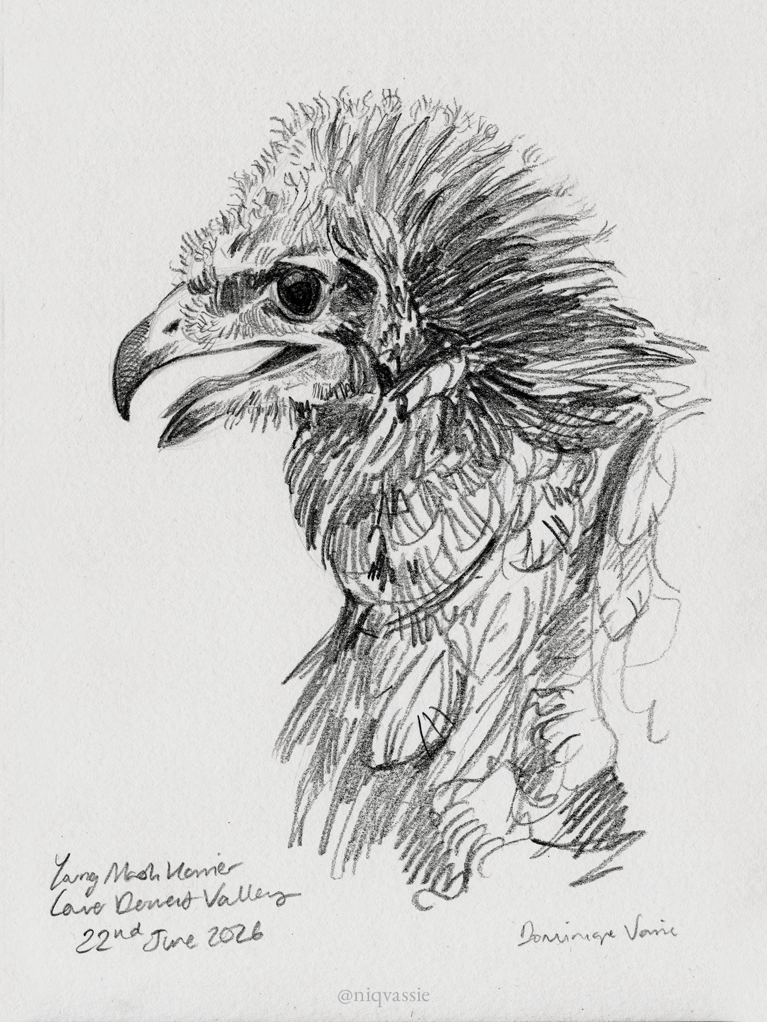 Marsh harrier chick, pencil, 2026