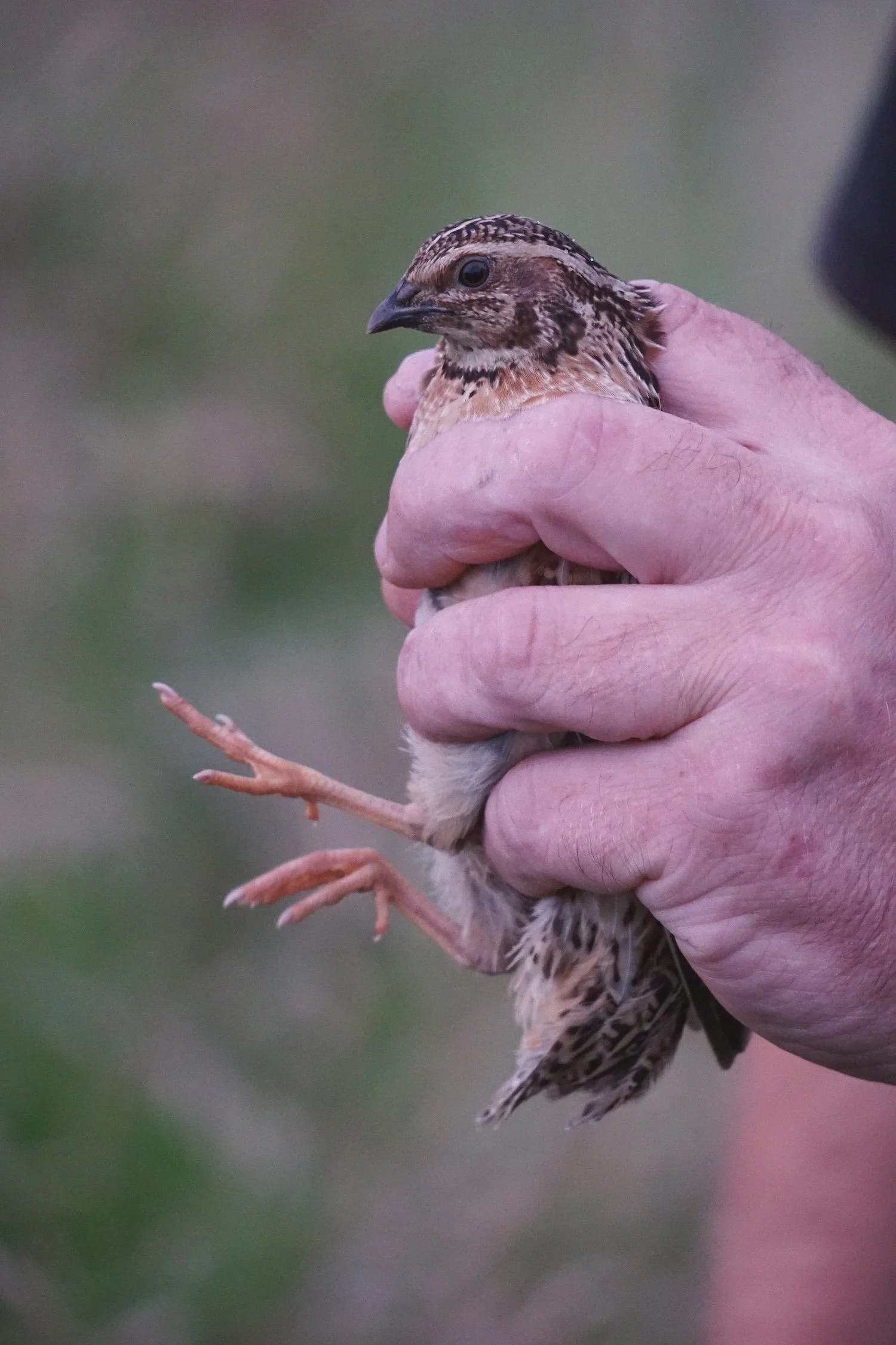 06_30_quail1 copy.jpg