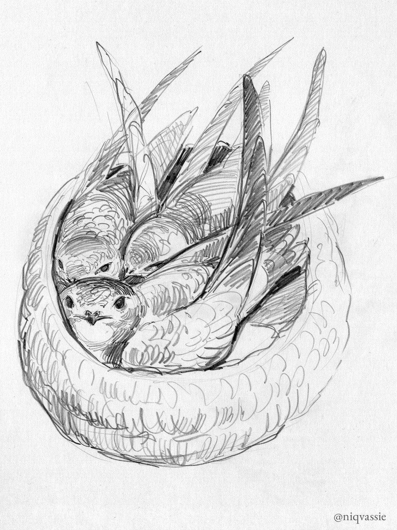 Personal work - orphaned swifts in a crochet nest, pencil, 2026