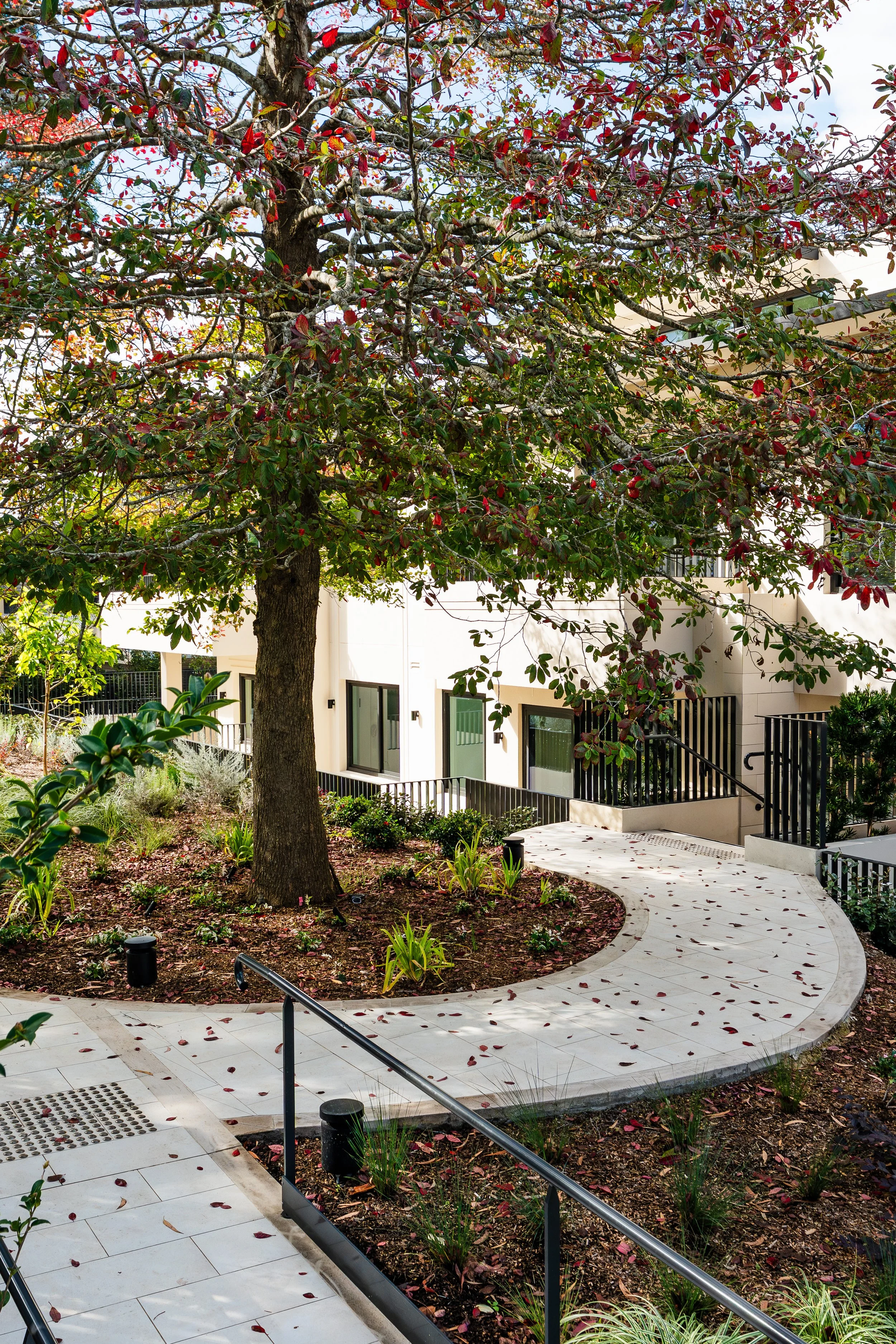 A tree with red and green leaves in front of a white residential building. A curved, white pathway with fallen leaves surrounds the tree. Black metal railings and outdoor lighting are along the pathway.