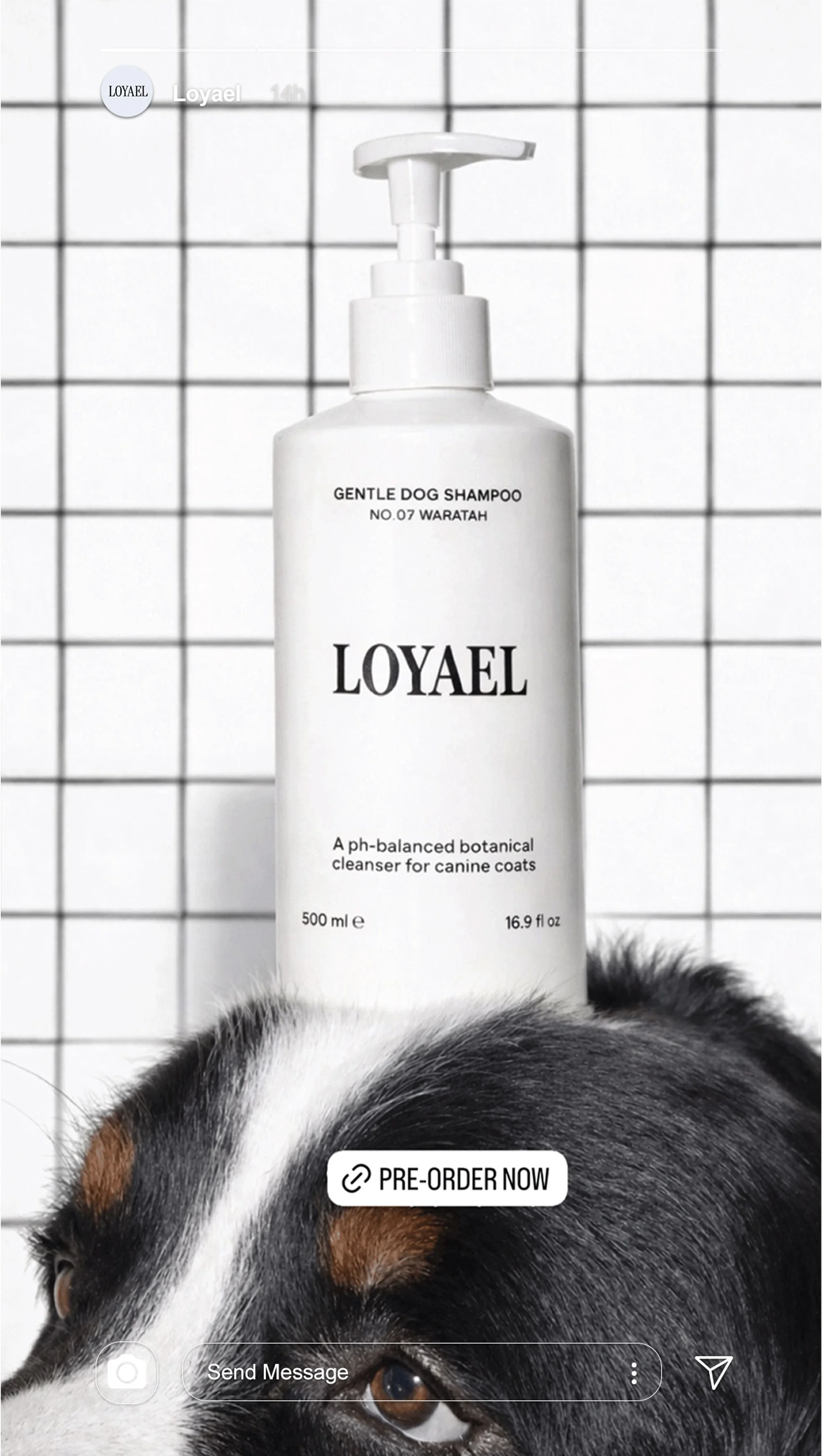 Loyael Dog Shampoo