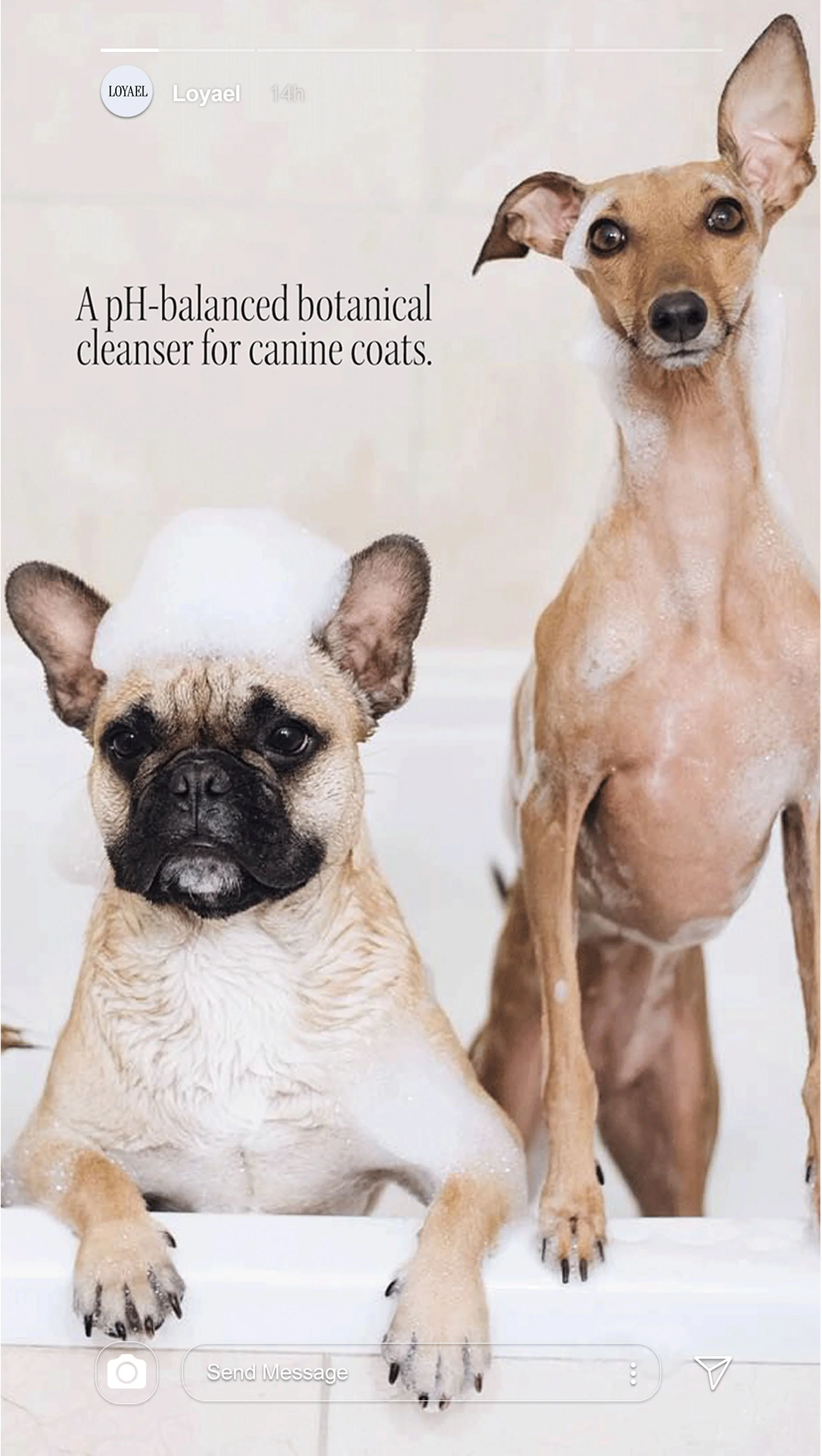 Loyael Dog Shampoo