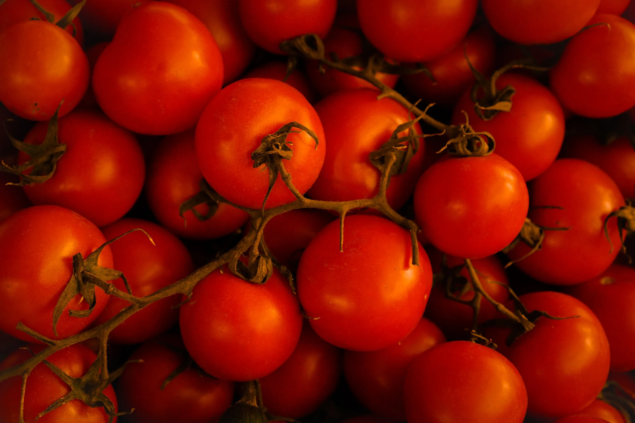 Close-up of numerous small, ripe cherry tomatoes attached to green vines.