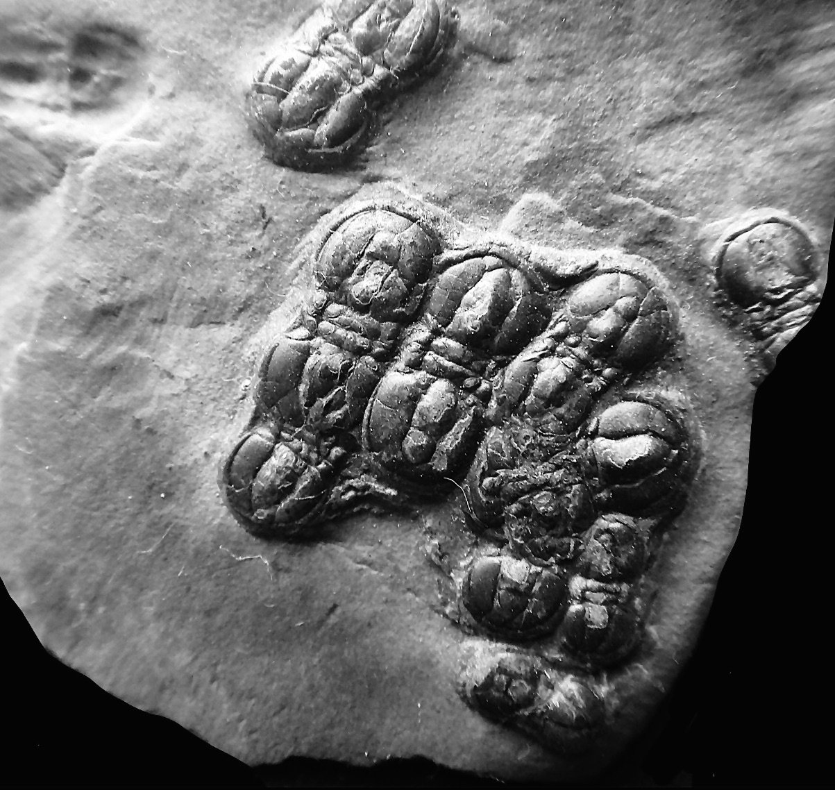 Fossilized trilobite fossils embedded in a rock surface.