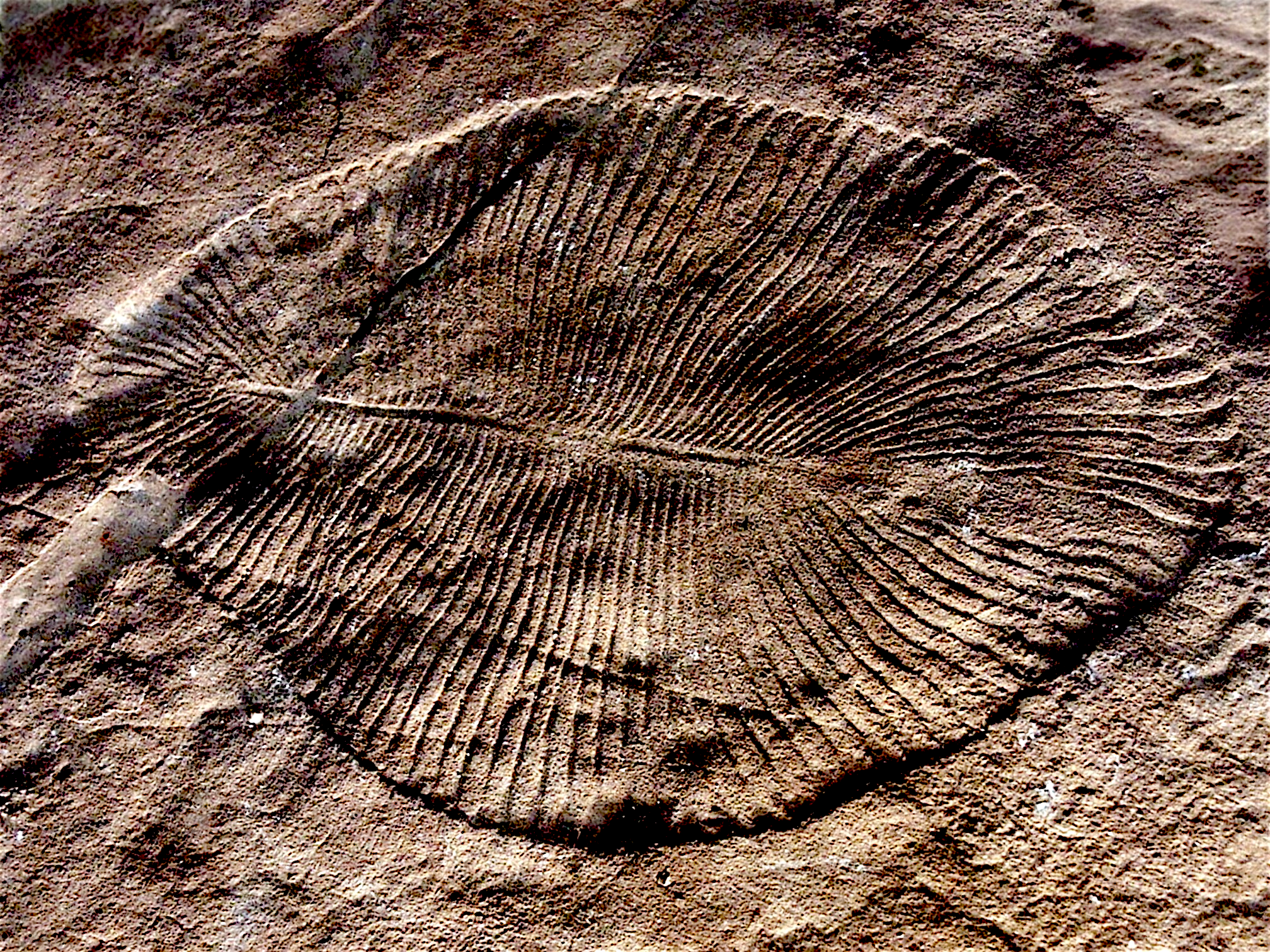 Close-up of a fossilized shell embedded in a sandy surface.