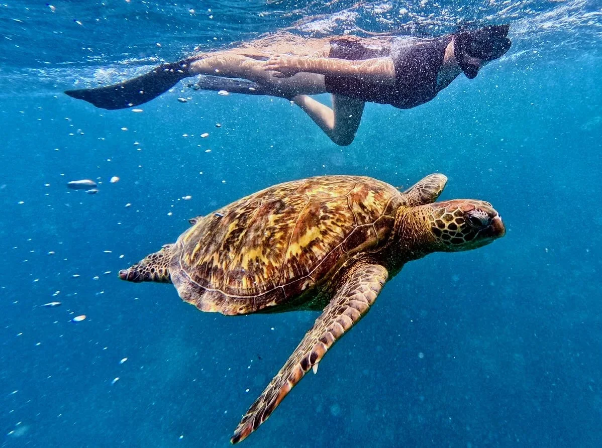 A person swimming underwater near a sea turtle in the ocean