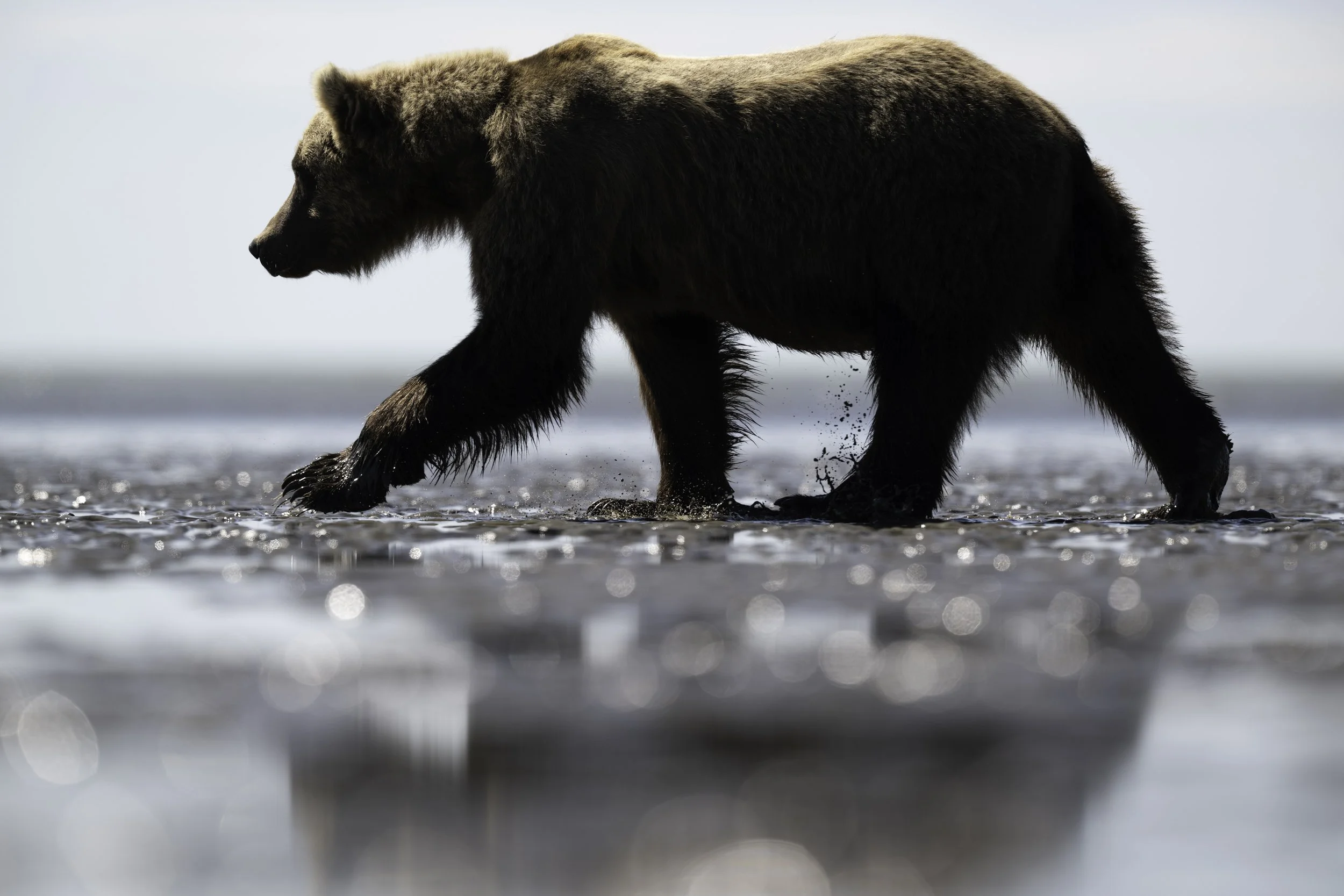 A brown bear walking through shallow water with a clear sky in the background.
