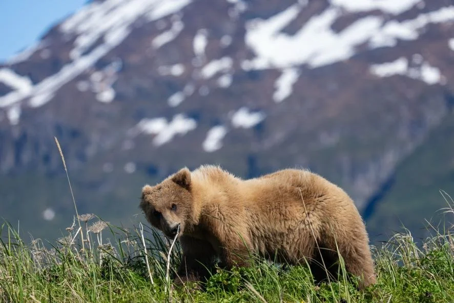 A young brown bear standing in green grass with snow-capped mountains in the background.
