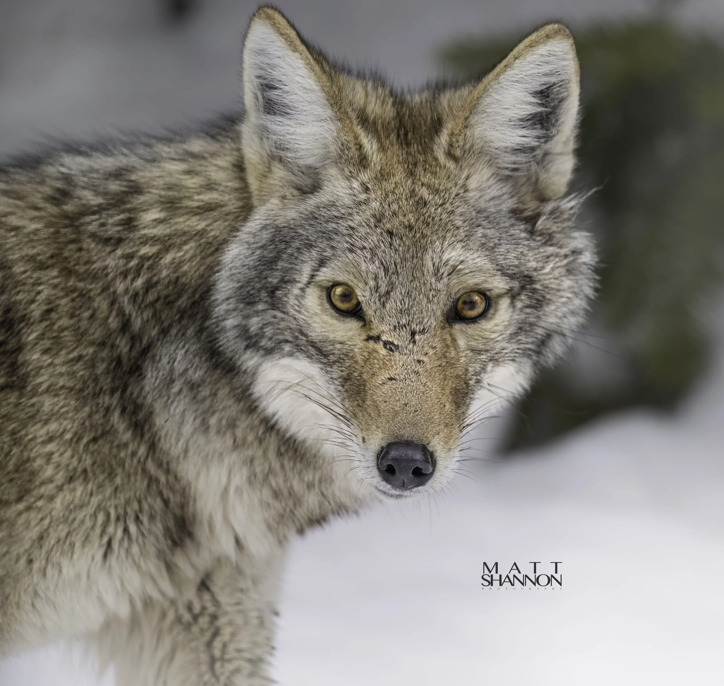 Close-up of a wolf with intense yellow eyes, gray and brown fur, and snowy background.