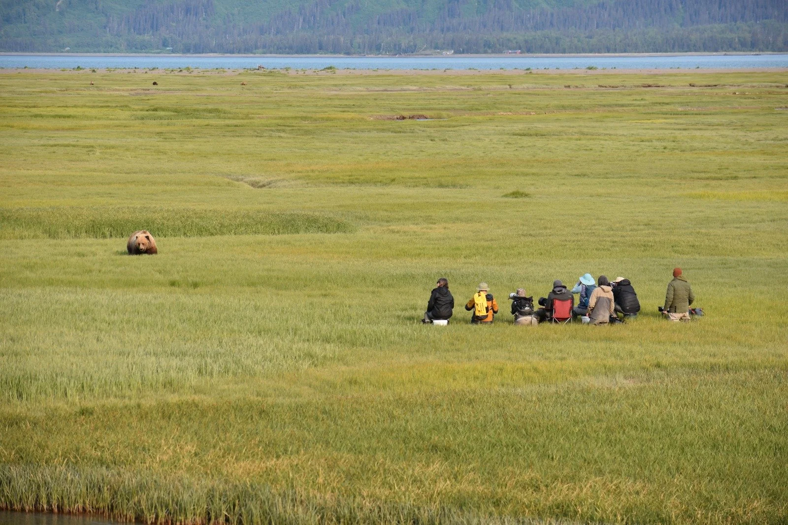 Tourists observing a bear in a grassy field near a body of water.