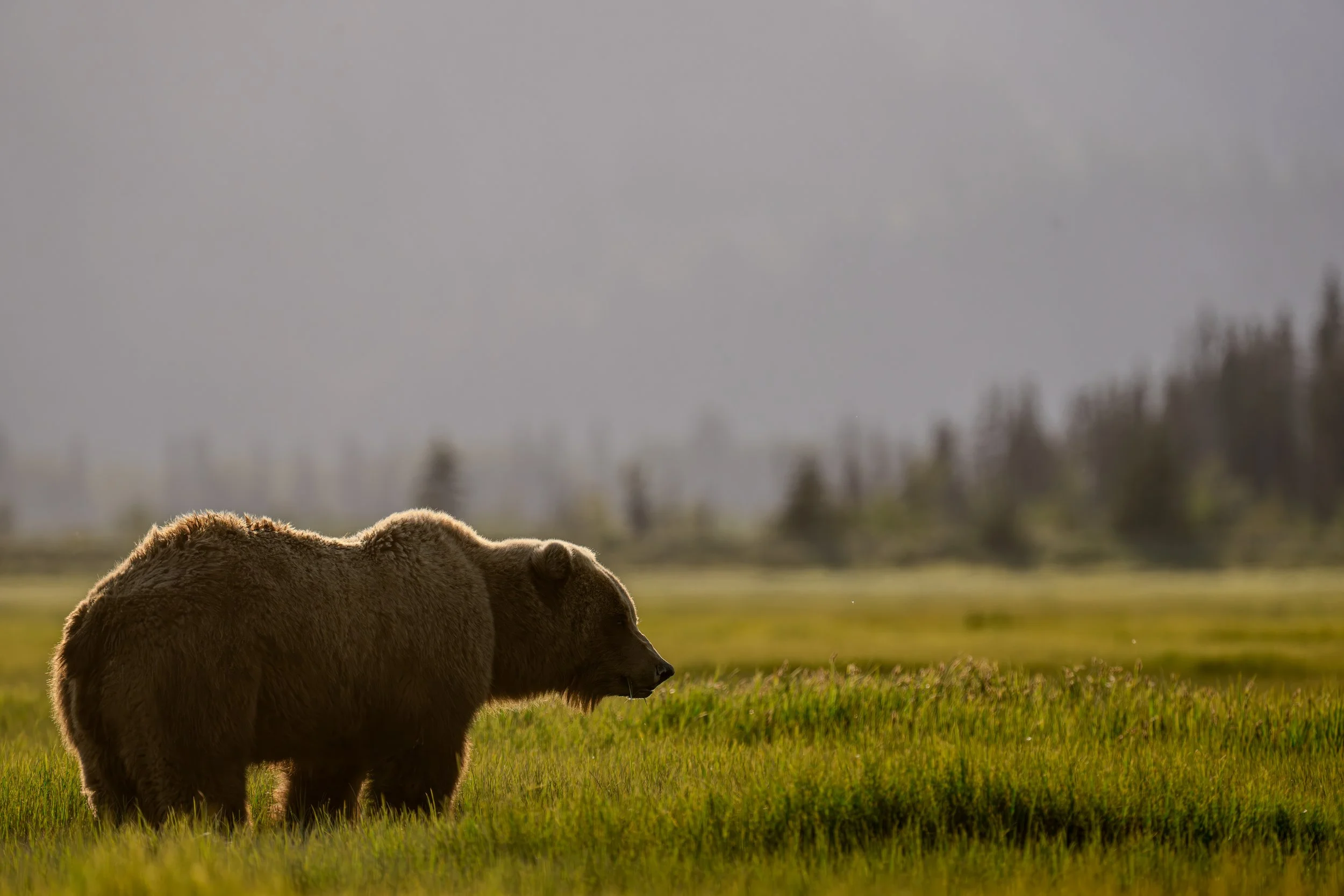 A brown bear stands in a grassy field with a blurred forest and cloudy sky in the background.