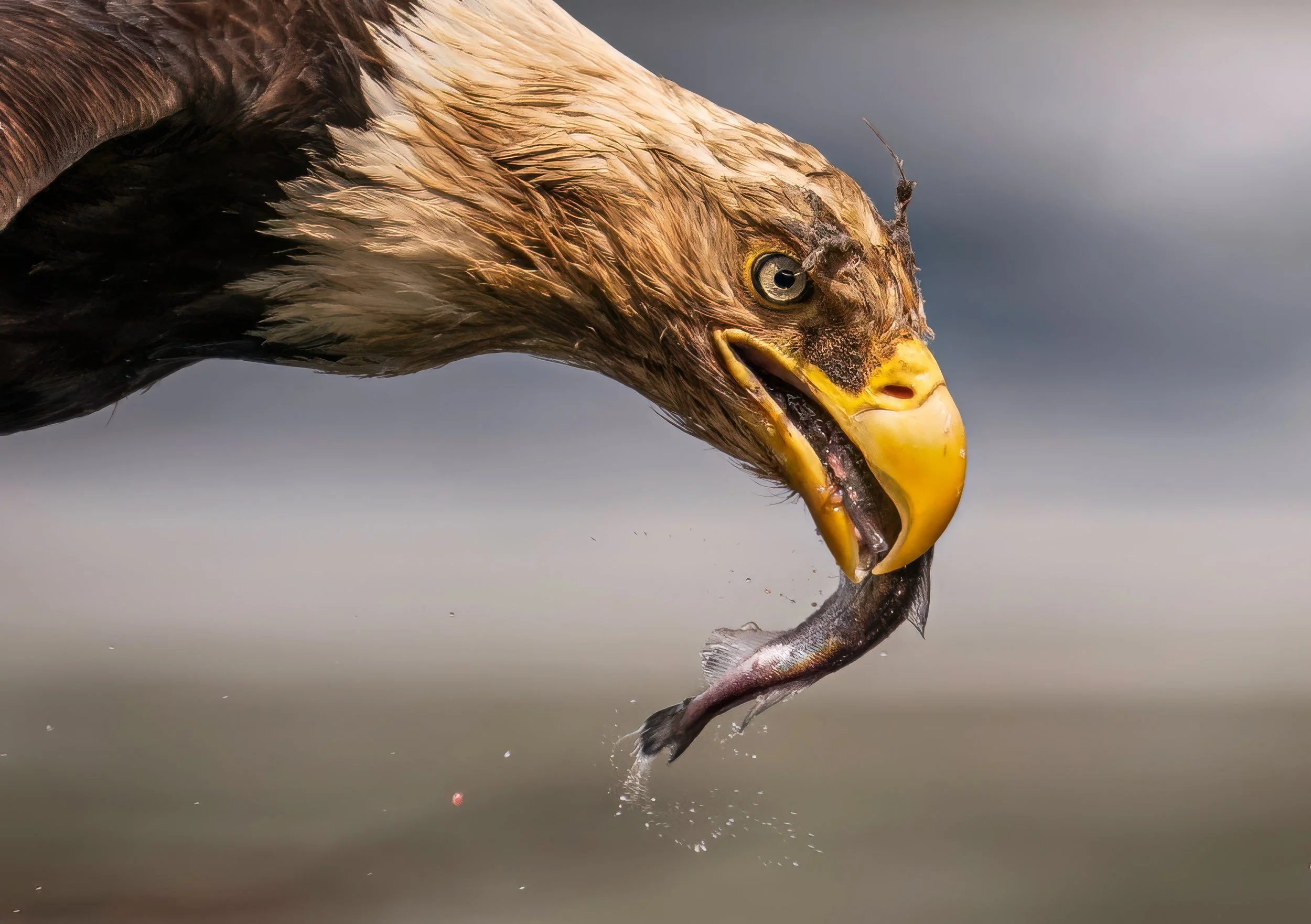 A close-up of a hawk diving downward, with its beak open and wings partially visible, captured in midair.
