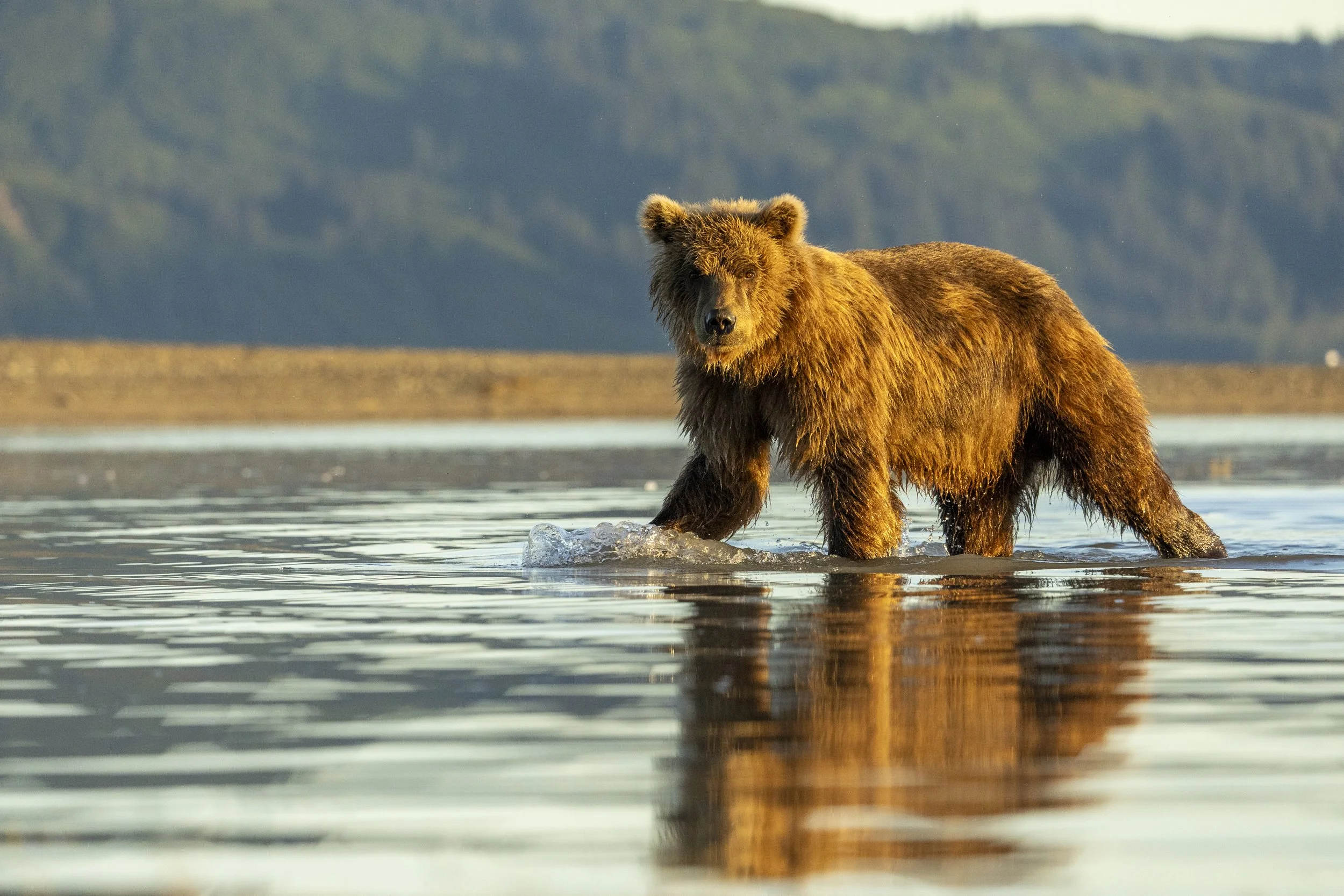 A brown bear standing in shallow water with a mountain landscape in the background.