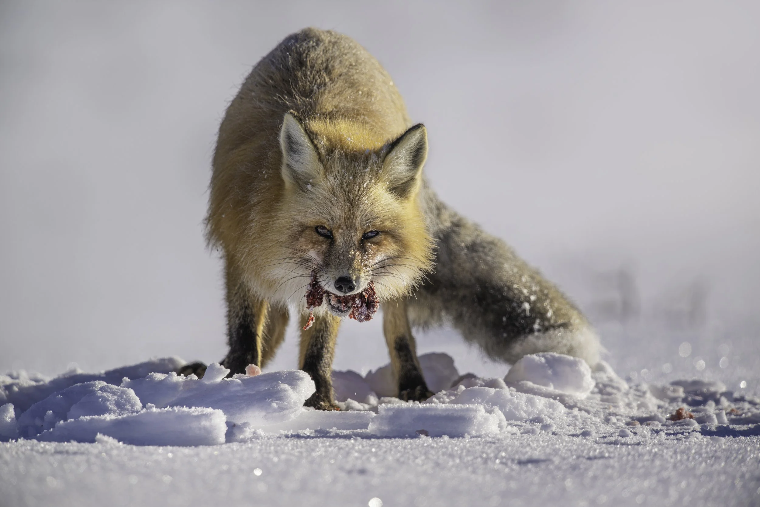 A fox in the snow with snow on its fur, holding a piece of prey in its mouth.