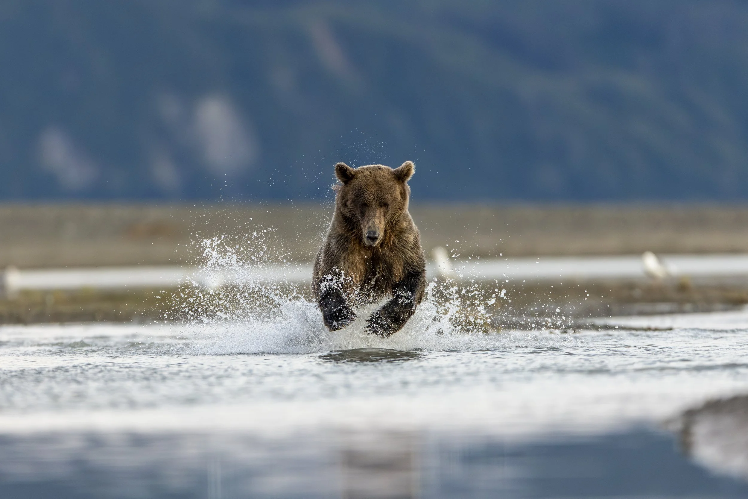 A brown bear running through shallow water, splashing water around, with a blurred mountainous background.