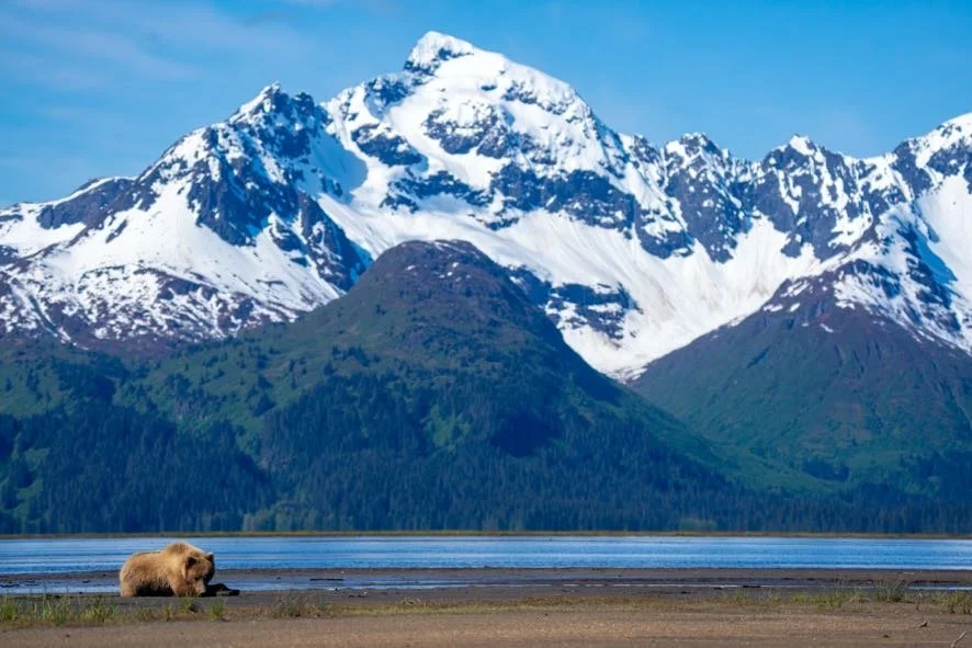 A brown bear sitting on the ground near a body of water with snow-capped mountains and green hills in the background.
