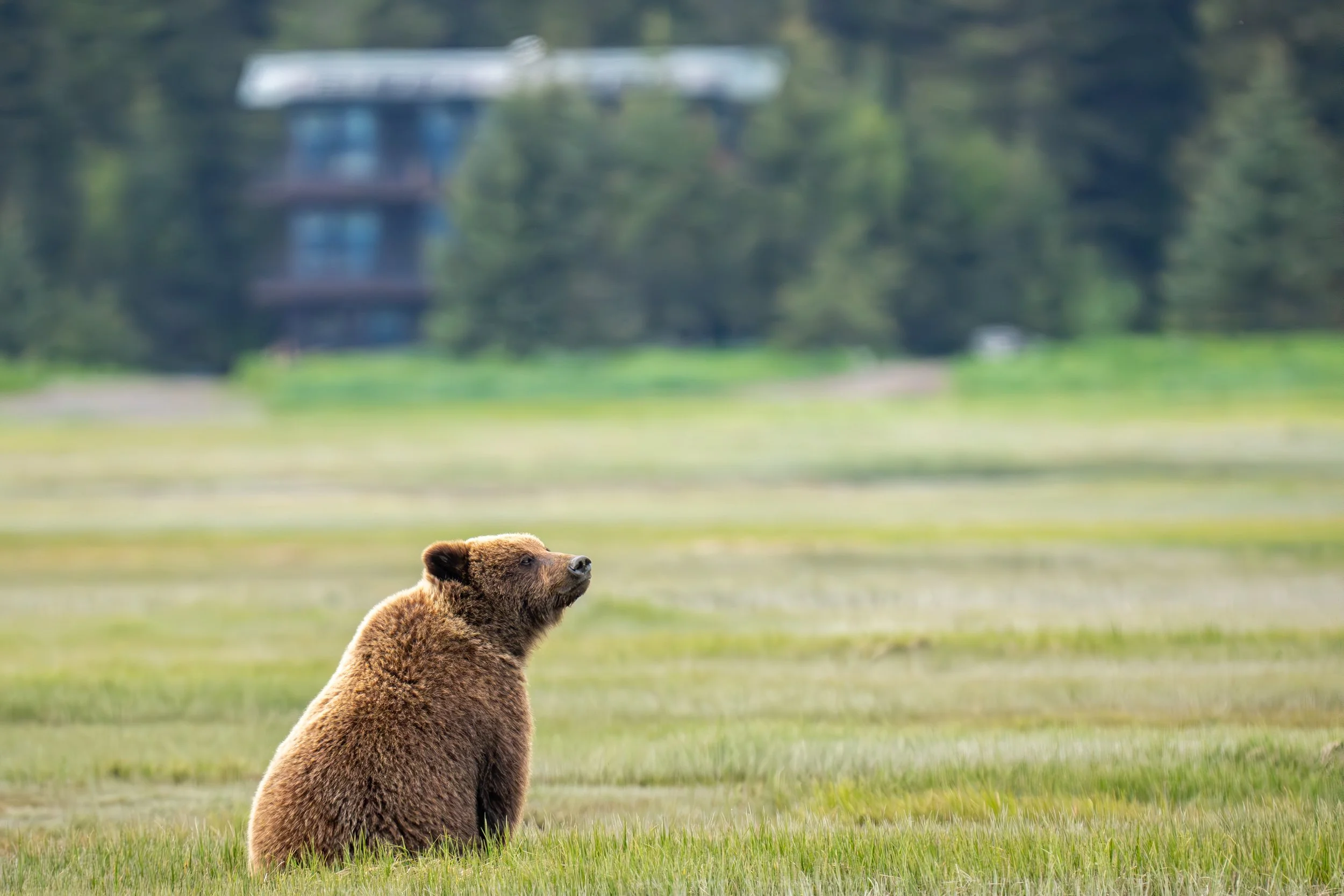 A brown bear sitting on grass with a forest and a building in the background.