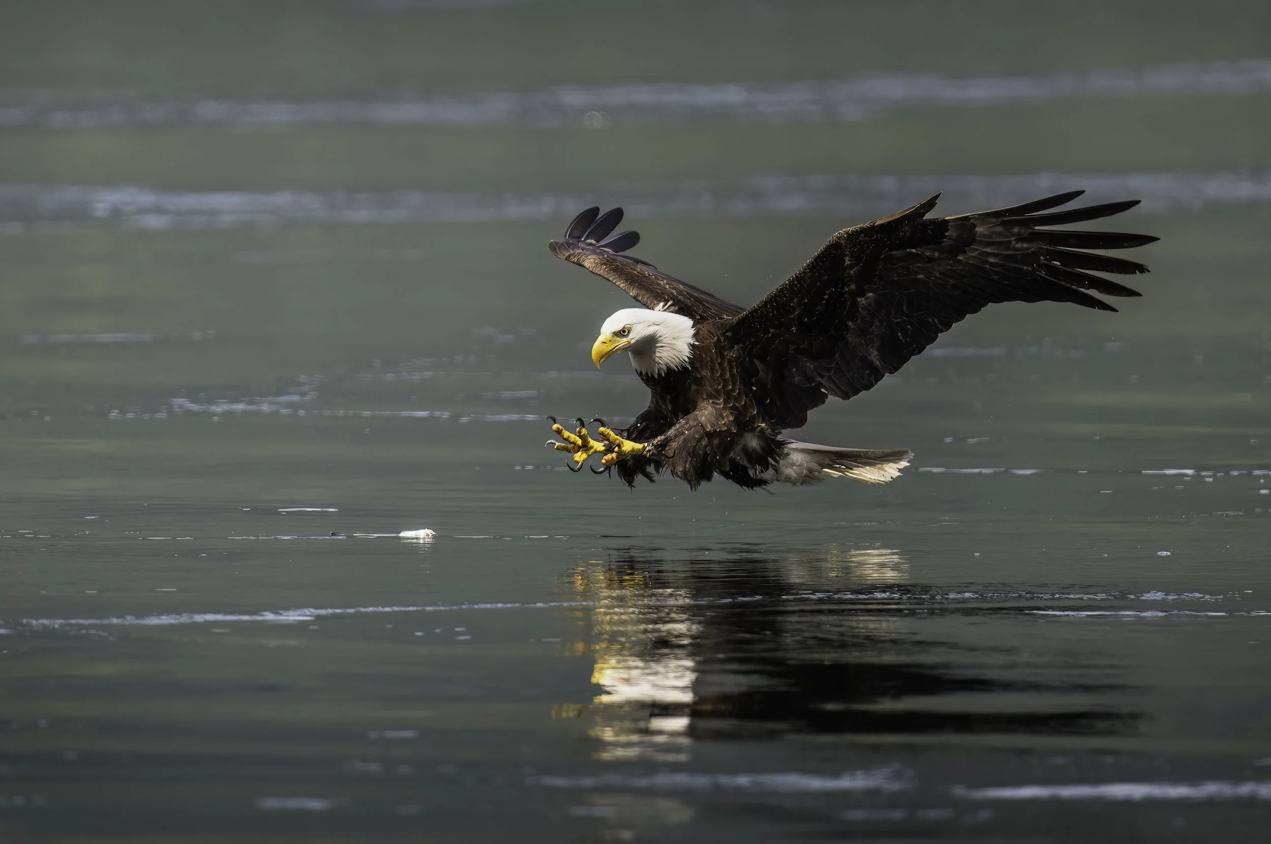 A bald eagle with outstretched wings landing on a body of water, its talons touching the surface, with a blurred background of water.