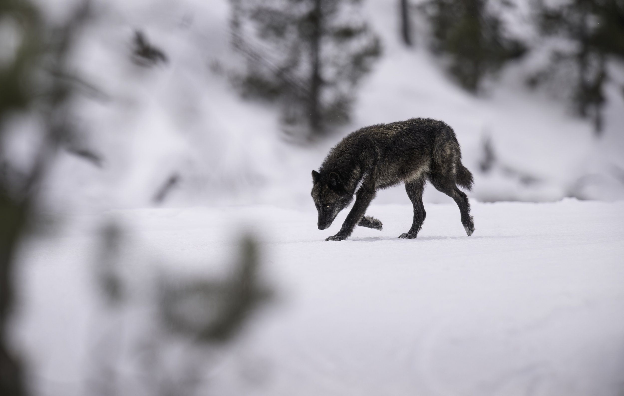 A black wolf walking in the snow with a background of snow-covered trees and blurred foreground branches.