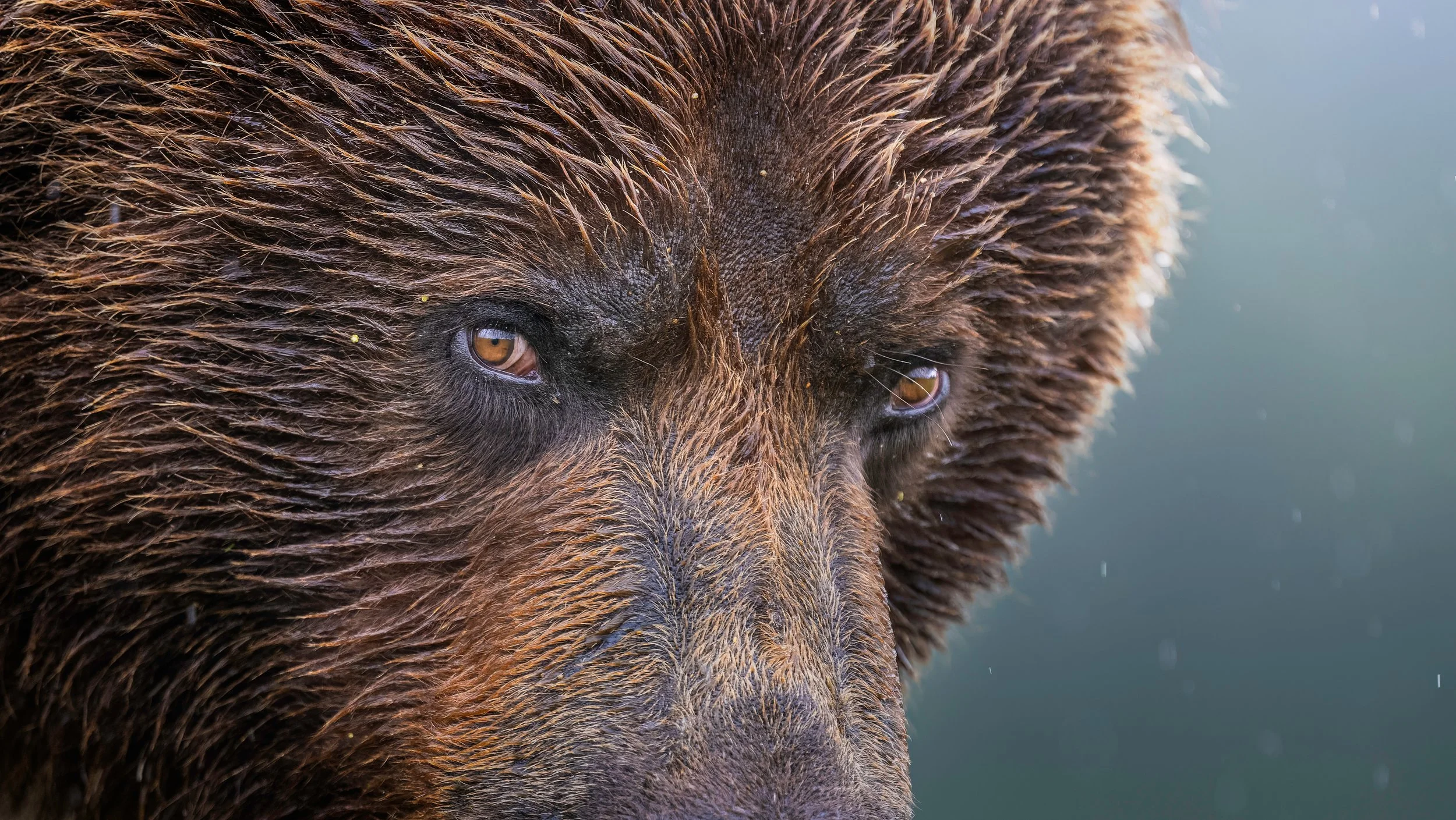 Close-up of a brown bear's face showing its eyes and wet fur.