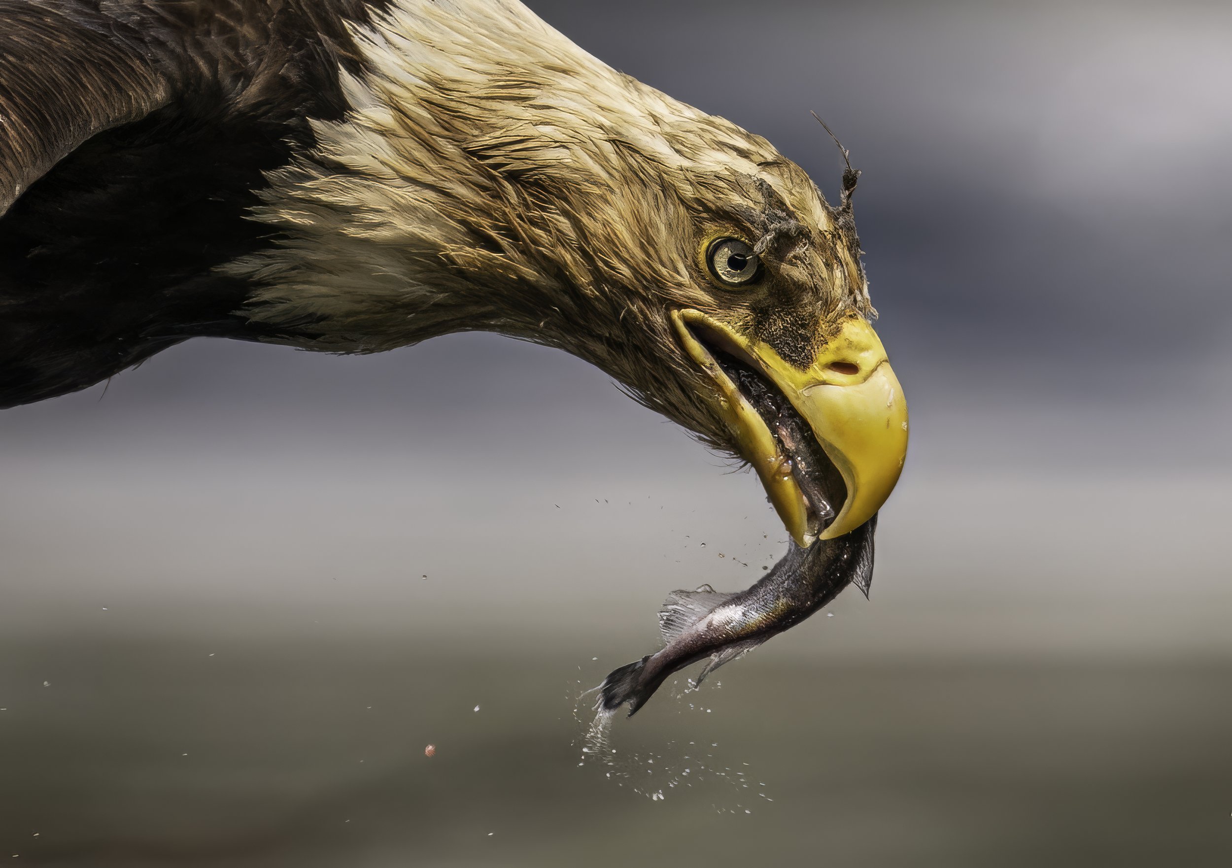 A close-up image of a bird of prey, likely an eagle, captured mid-air with claws extended, over a body of water with a cloudy sky in the background.