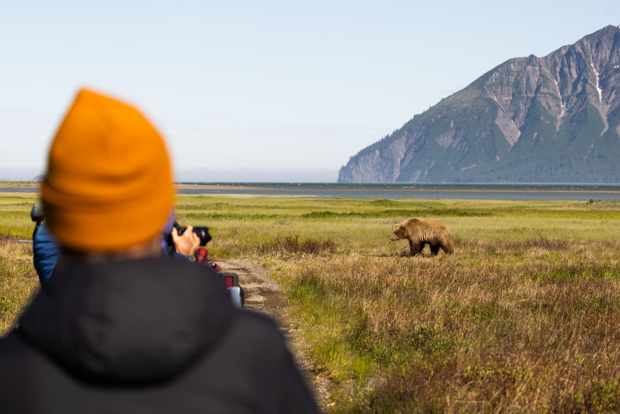 Person wearing an orange hat taking a photograph of a bear in a grassy field with mountains and a body of water in the background.