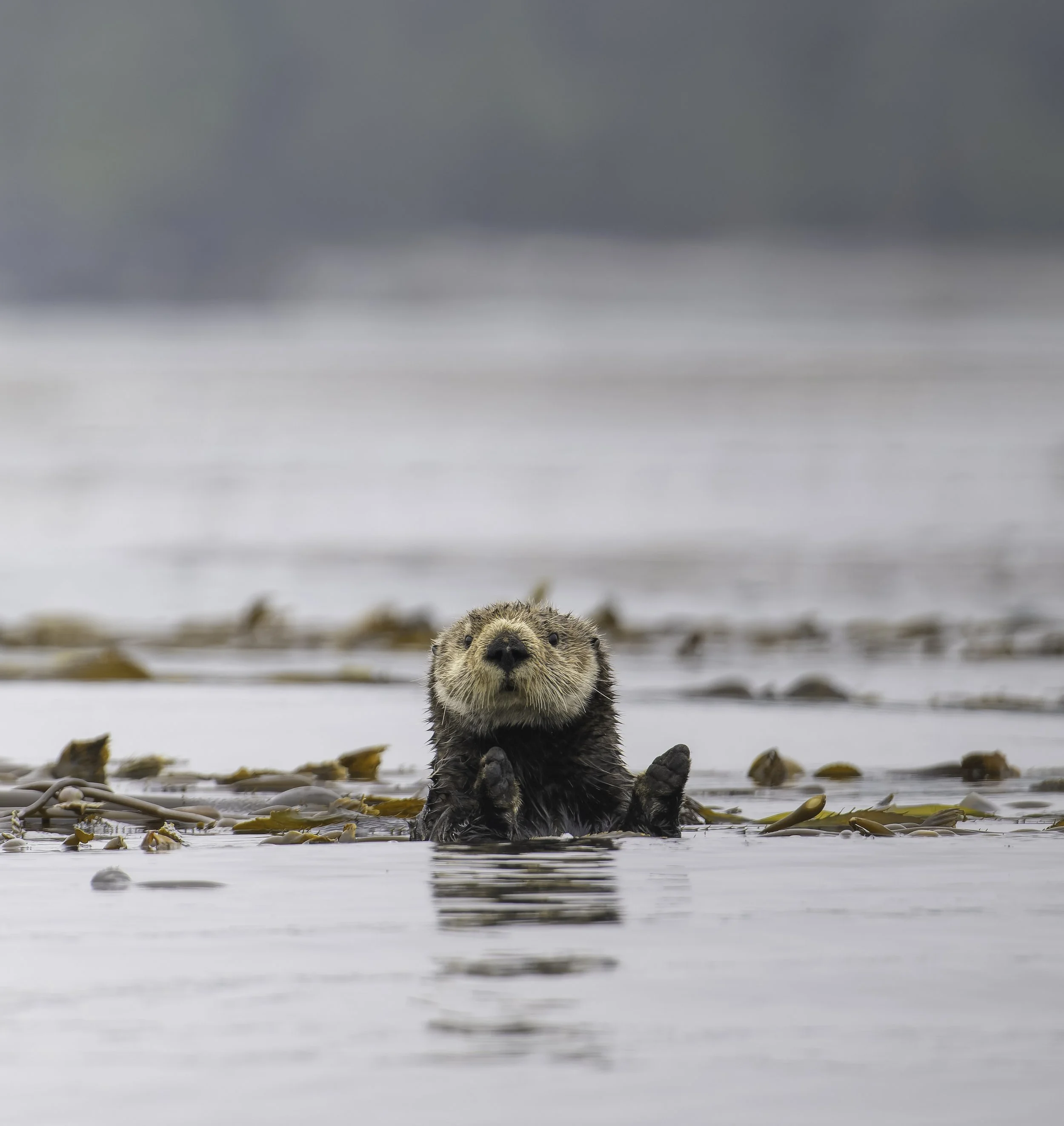 A young otter floating on its back in the water with a calm expression, surrounded by floating leaves and debris.