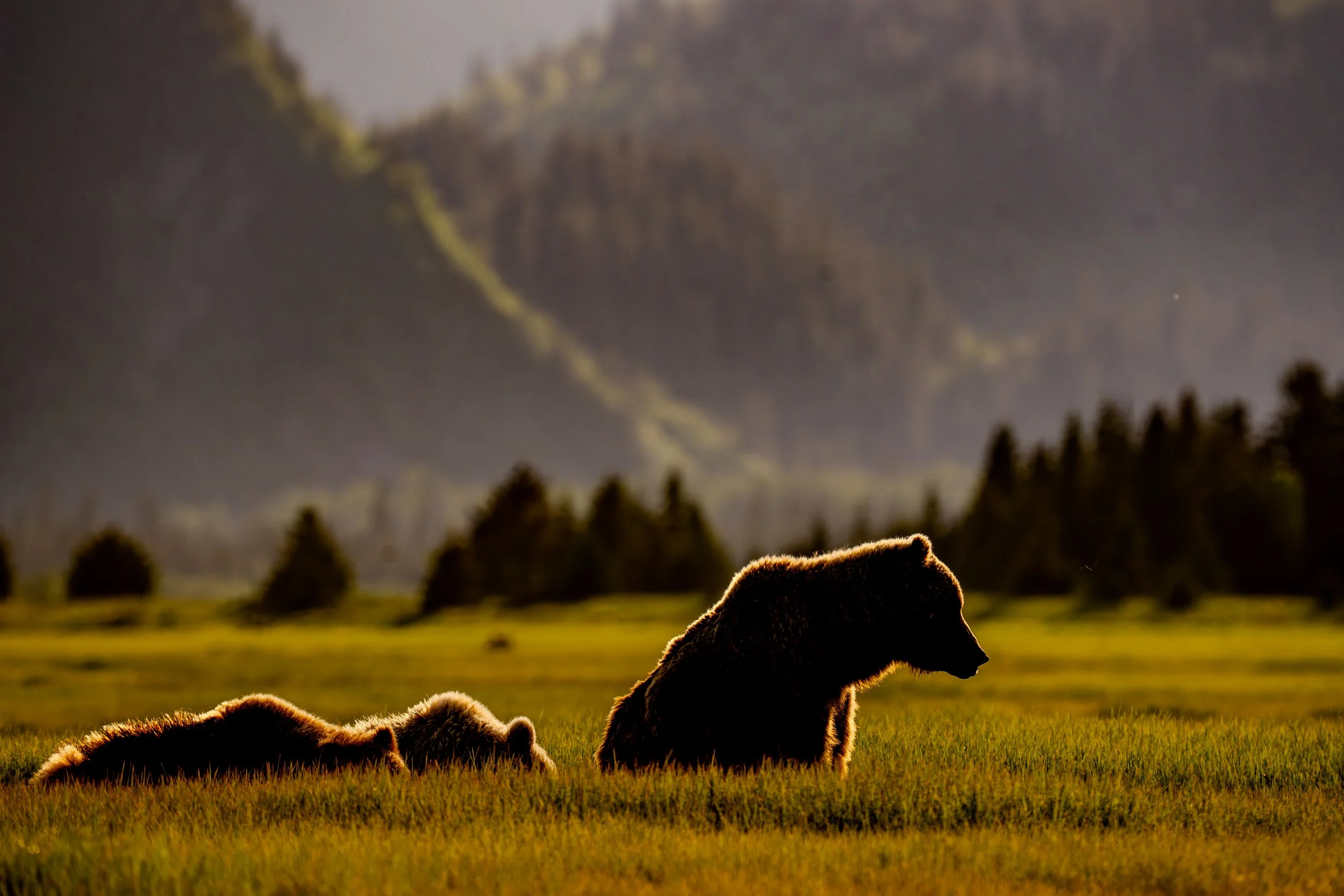 Scene of wild bison grazing on a grassy meadow with mountains in the background, illuminated by warm sunset light.