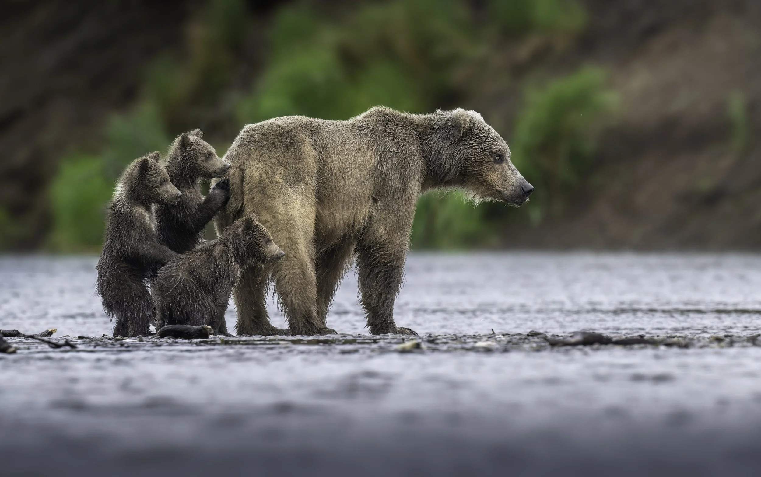 A family of four bears, including a mother and three cubs, standing in a river with a background of green trees and a rocky shoreline.