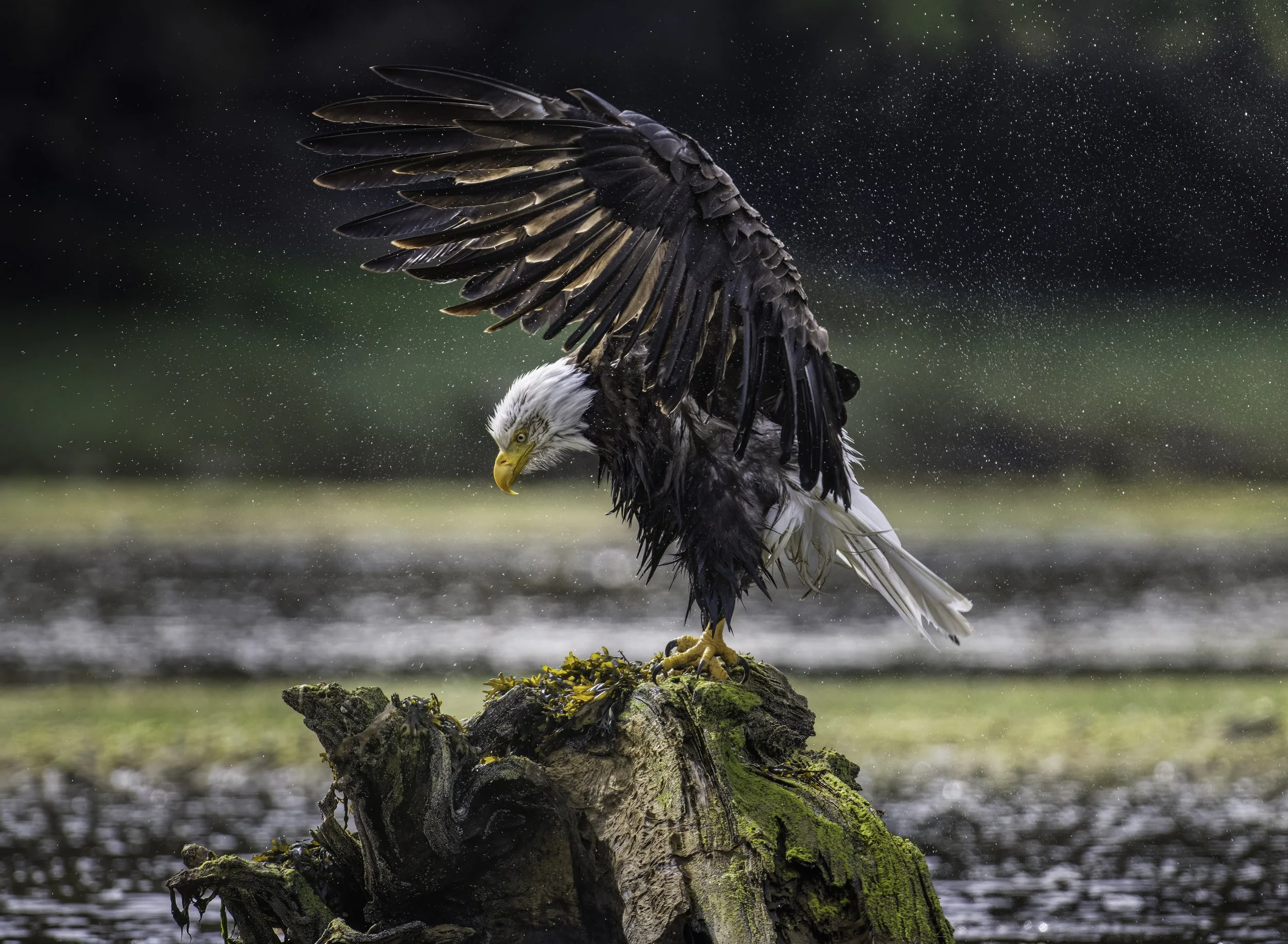 A bald eagle standing on a moss-covered log in a body of water, with its wings partially extended and water droplets falling around it.