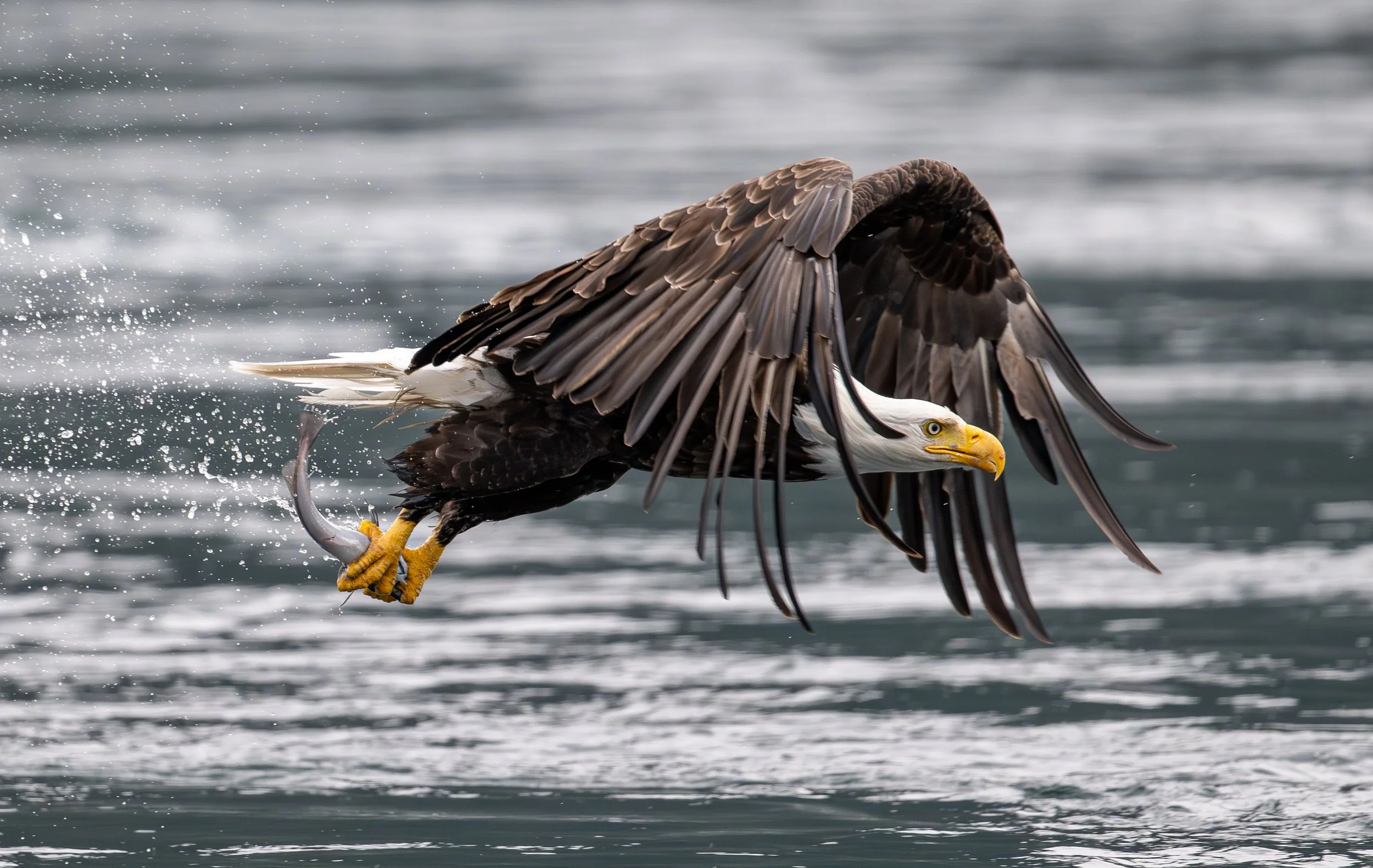 Bald eagle catching a fish from the water with its talons while flying over the water, with splashes and ripples in the background.