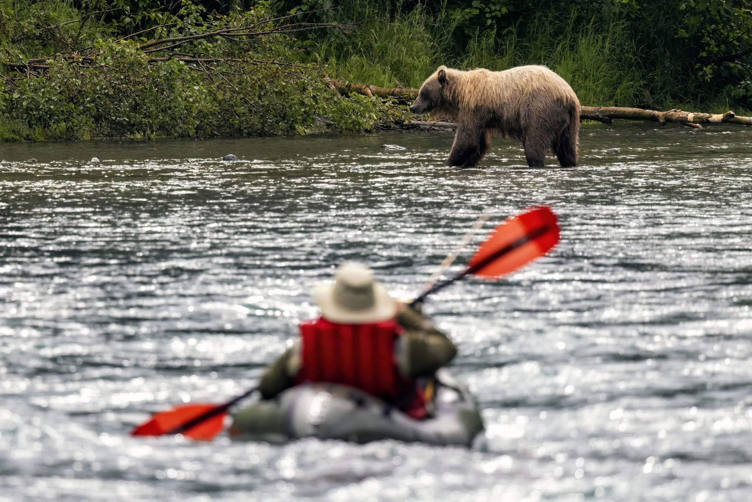 A large brown bear standing in a river, surrounded by greenery and fallen branches, with a person kayaking in the foreground.