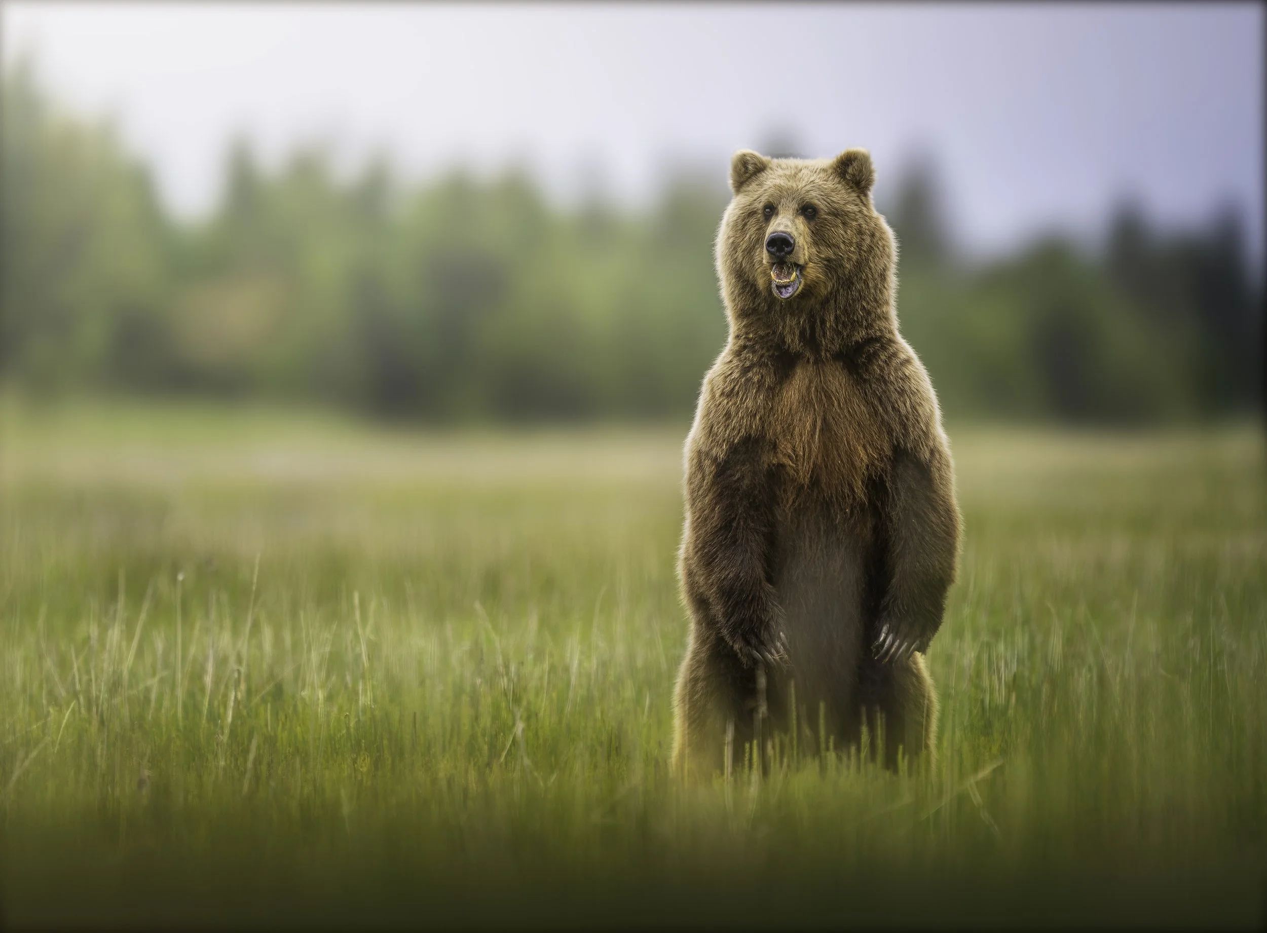 A large brown bear standing on a grassy field with a blurred background of trees.