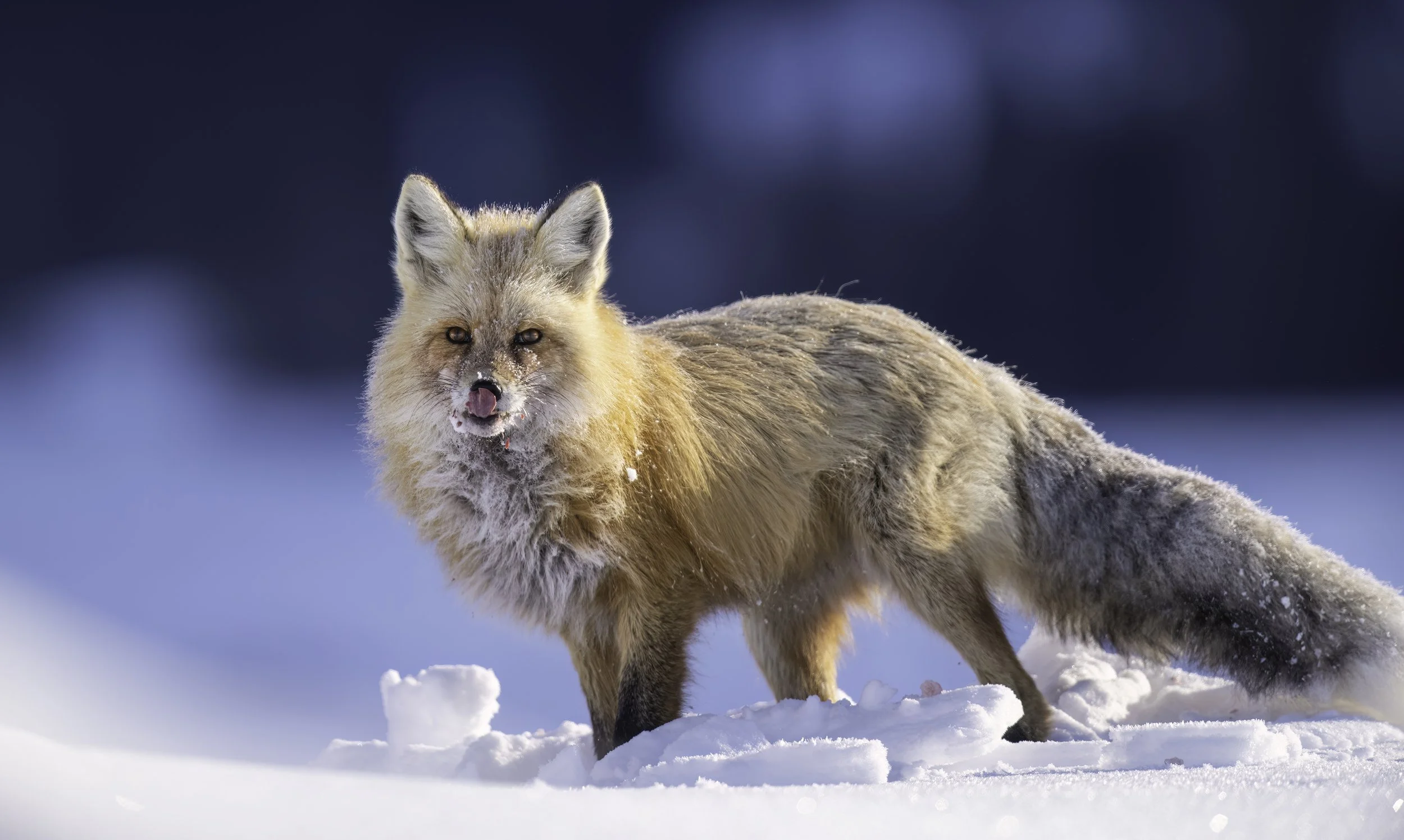 A fox running in snow with a blurred dark blue background
