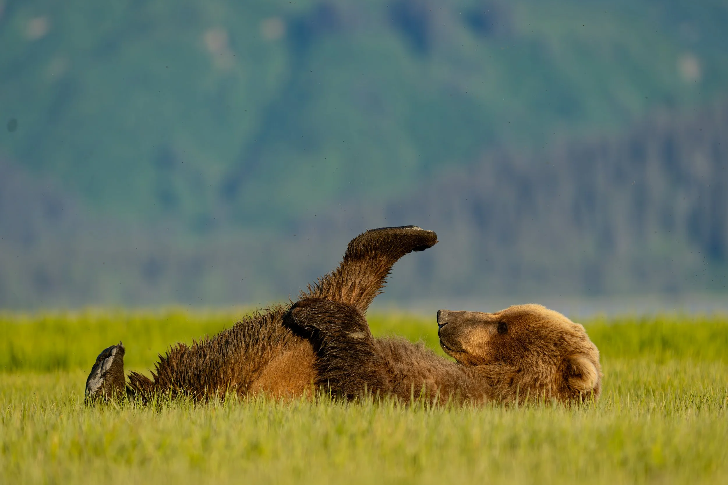 Two otters lying on their backs in a grassy field with a mountain range and cloudy sky in the background.
