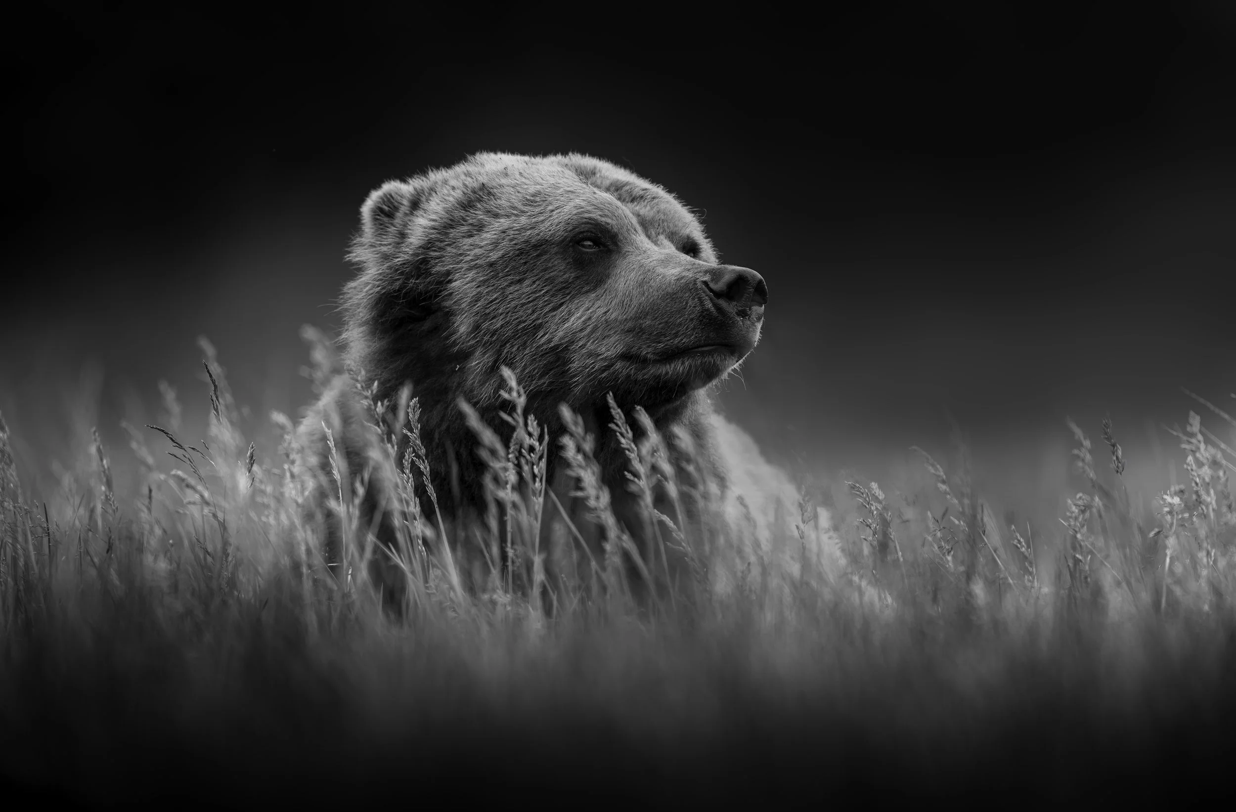 Black and white photo of a bear in a grassy field with a dark, cloudless sky.