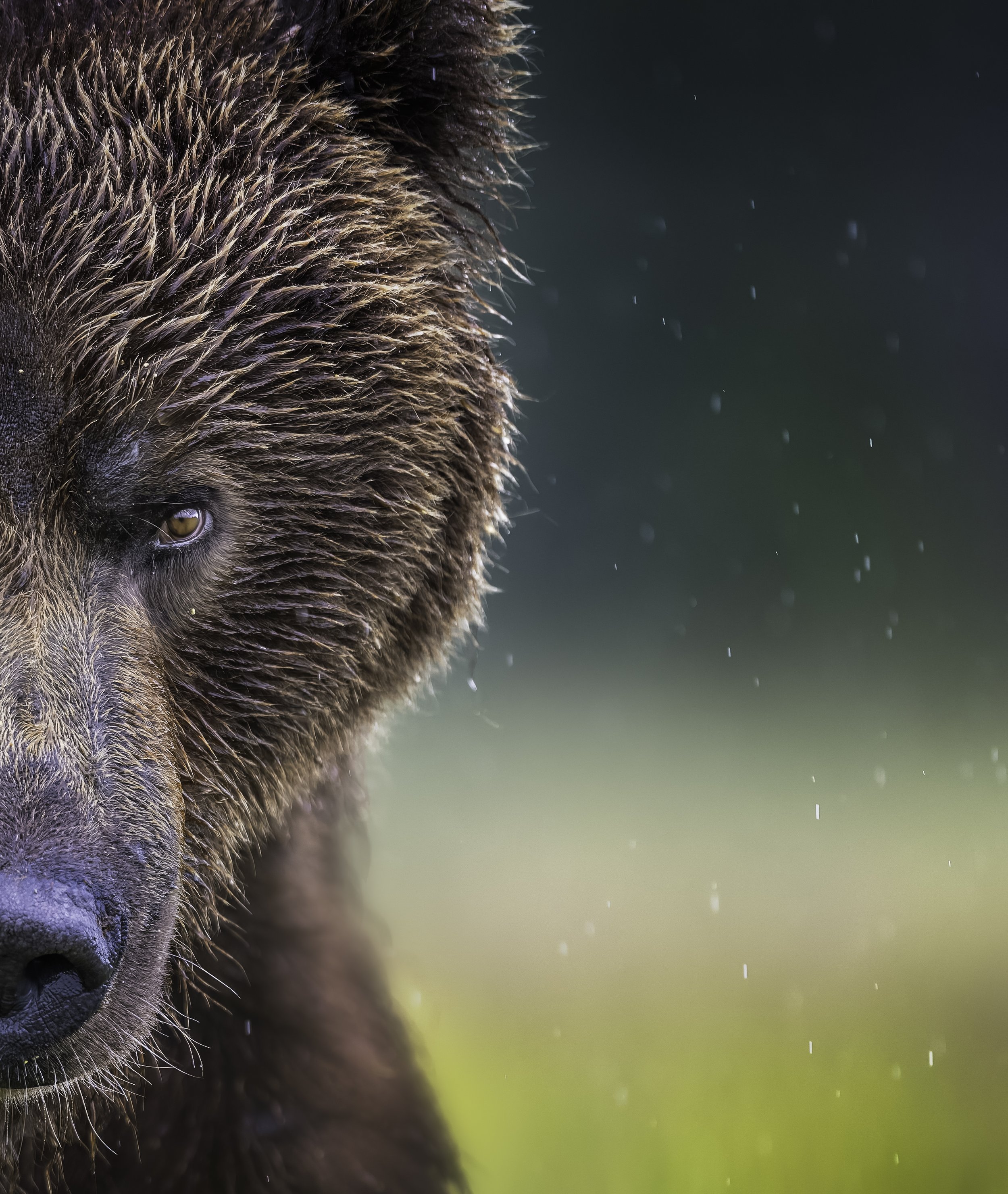 Close-up of a brown bear's face and part of its fur, with a blurred background of rain and green and yellow hues.