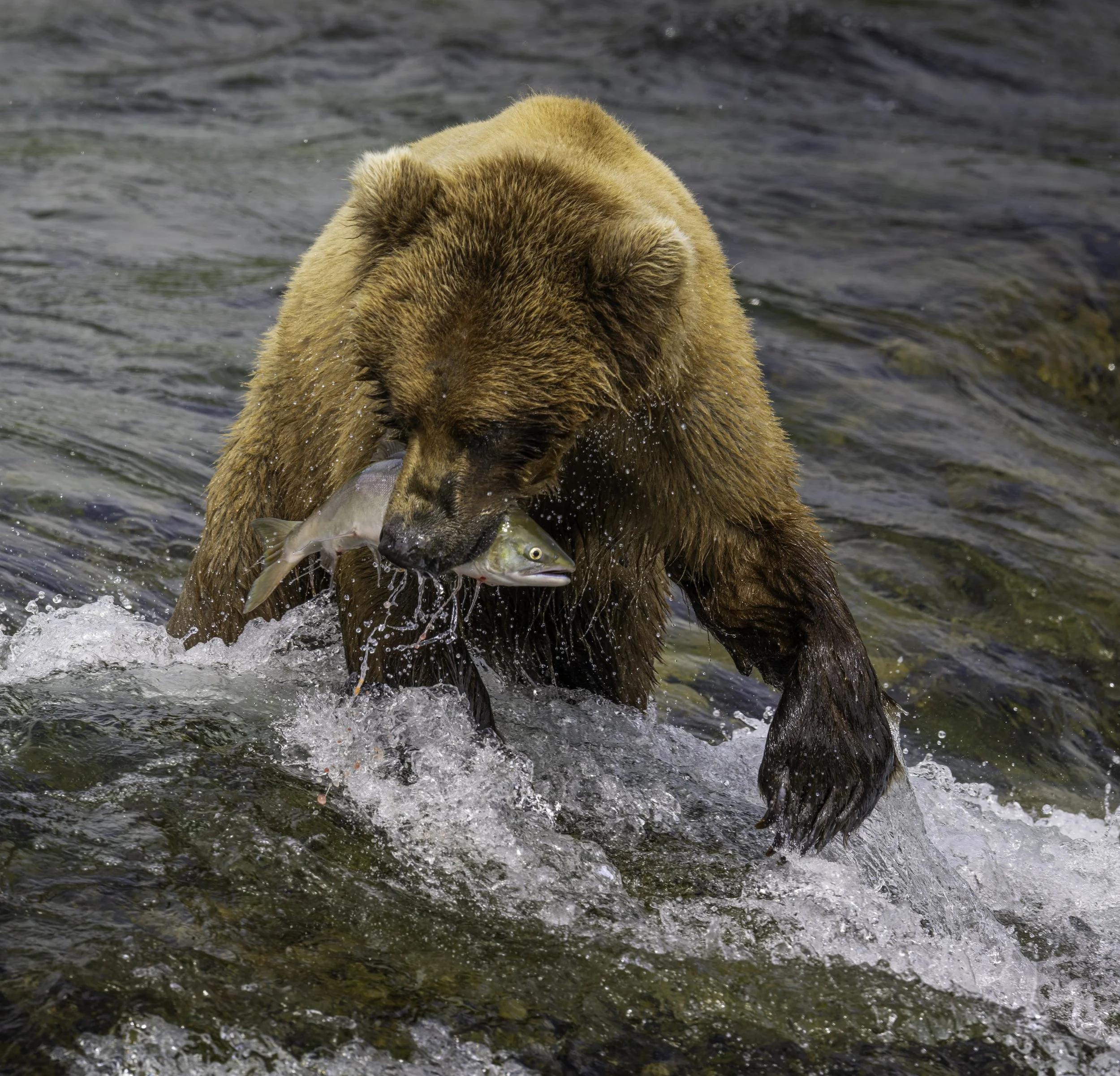 A grizzly bear in water holding a fish in its mouth.