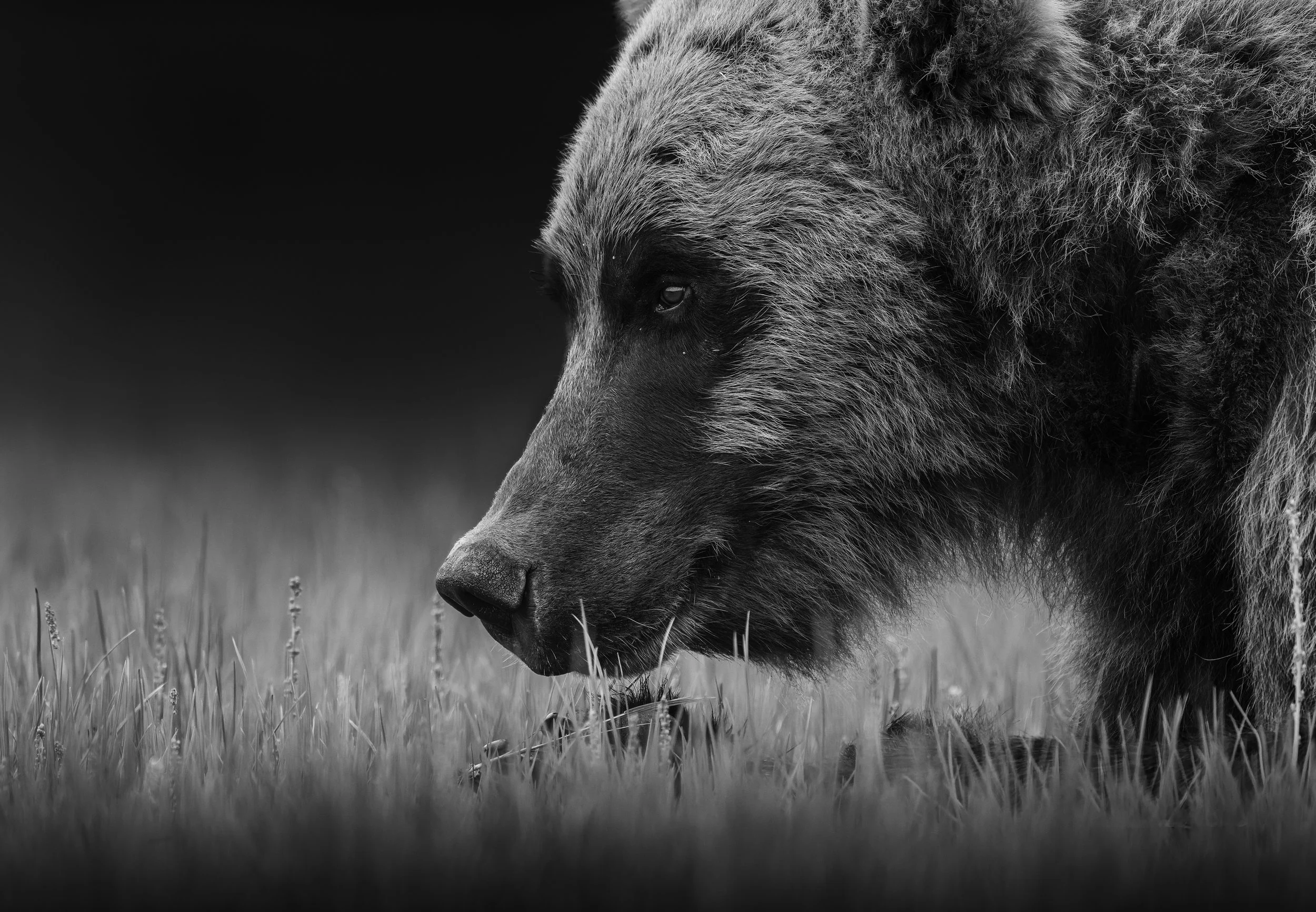 A close-up of a bear with fur covering its face, in black and white, standing in grassy terrain.