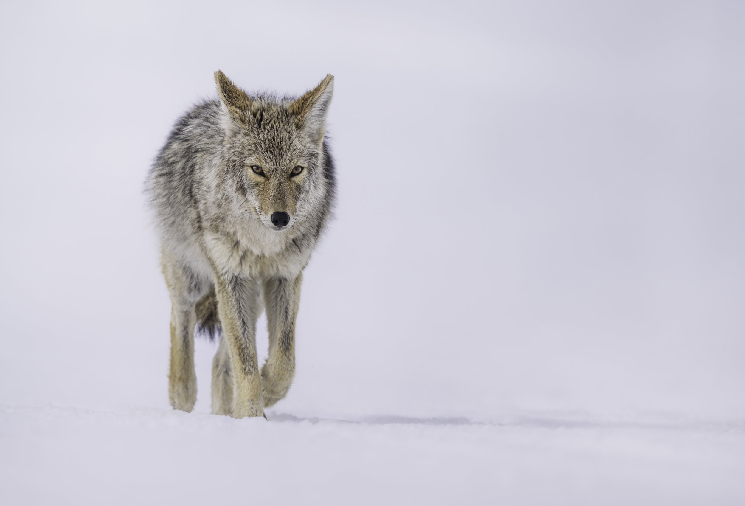 A lone wolf walking through snow with a gray sky in the background.